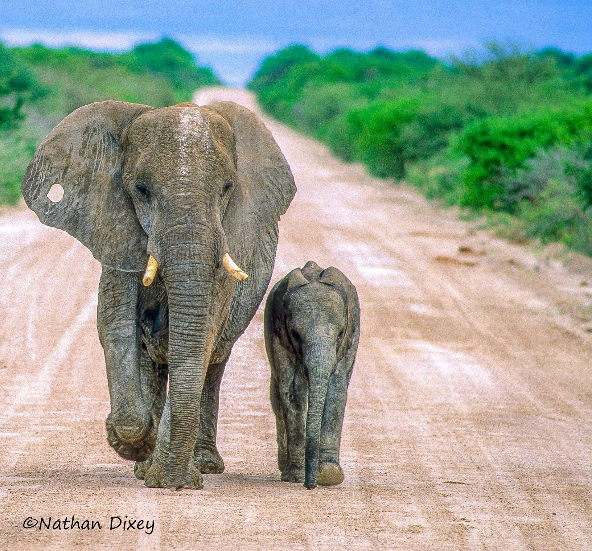 Elephants, Etosha NP, Namibia (1999)