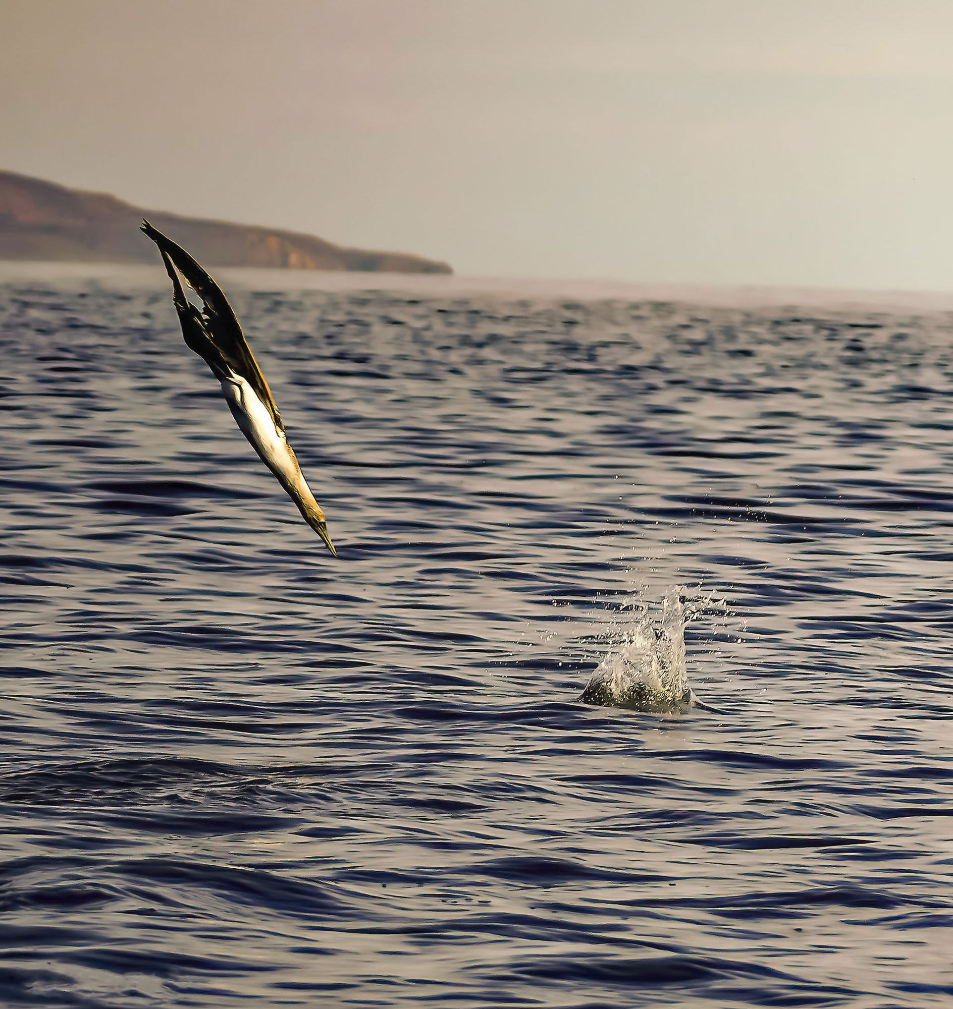 Diving Booby -- JOHN KONOVSKY