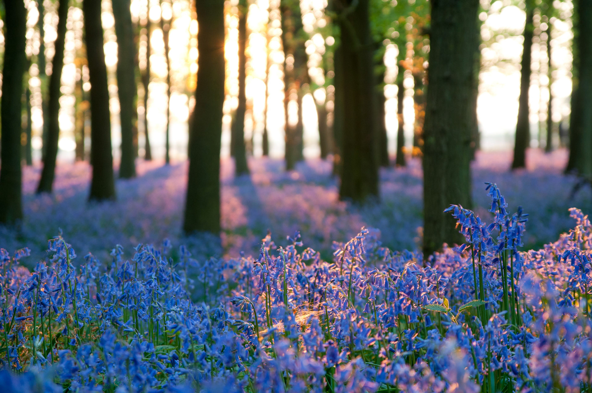 Ashridge Bluebells, Dockey Wood
