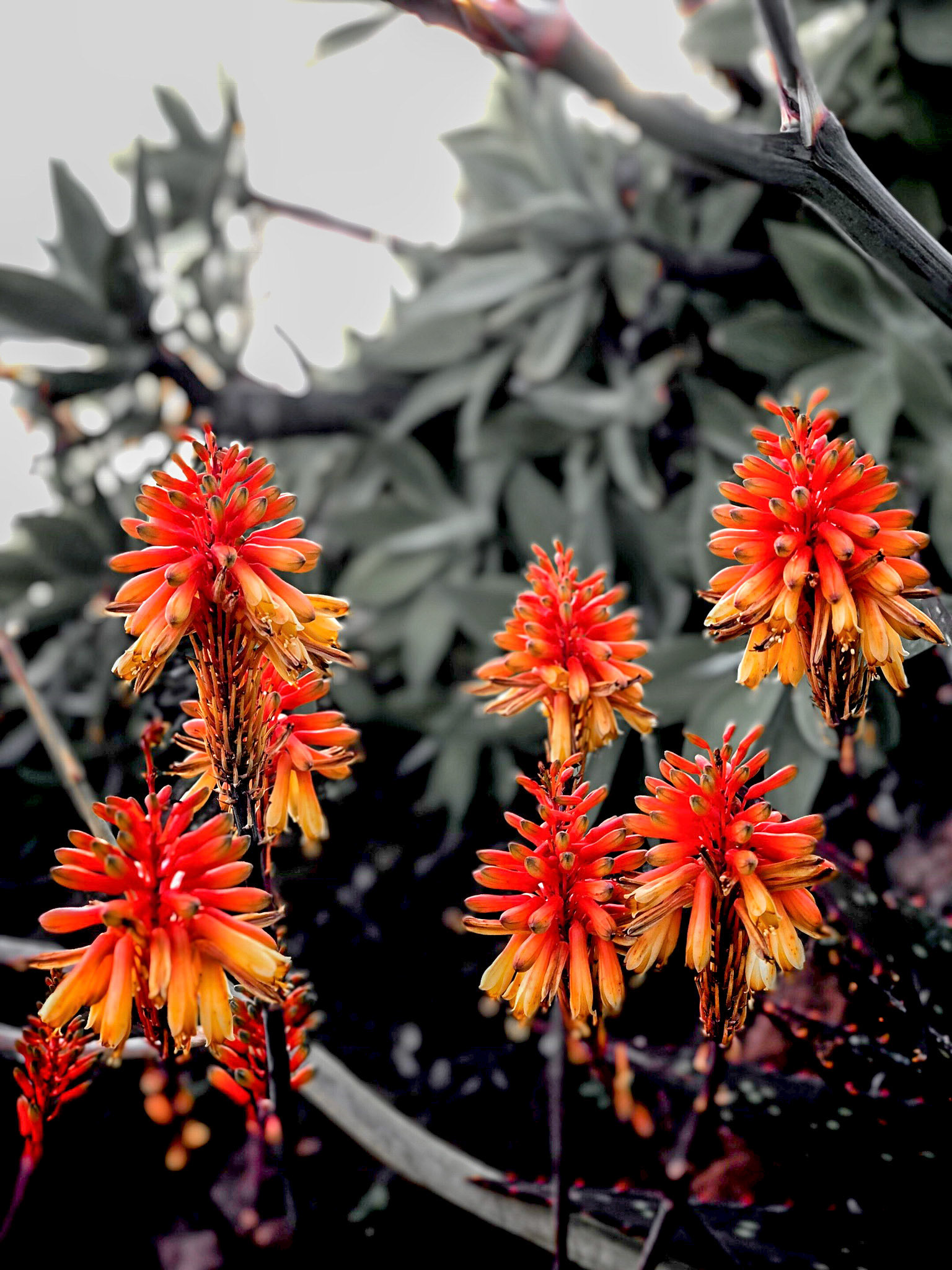 Processed with Focos