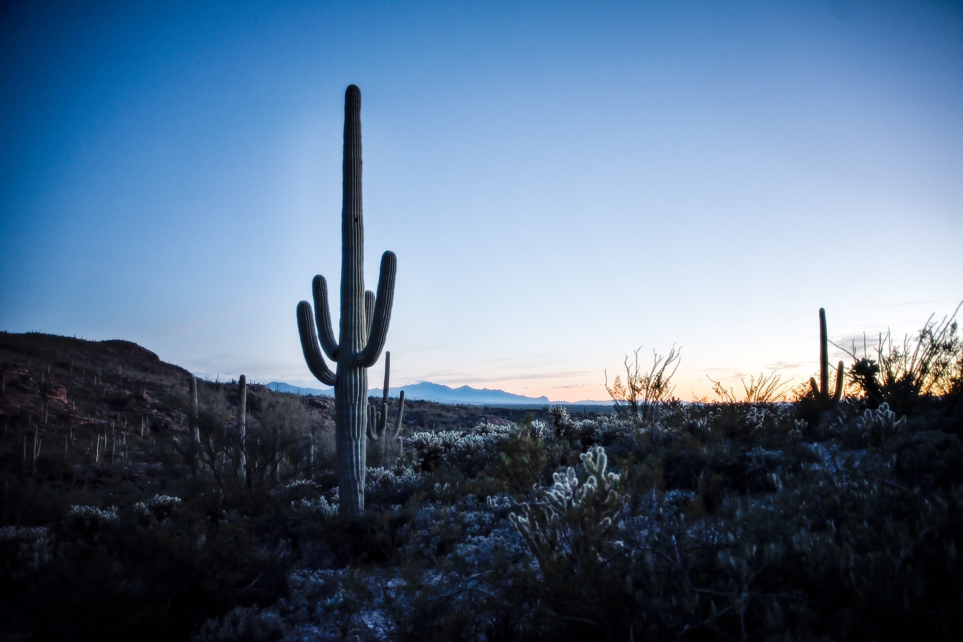 Saguaro NP