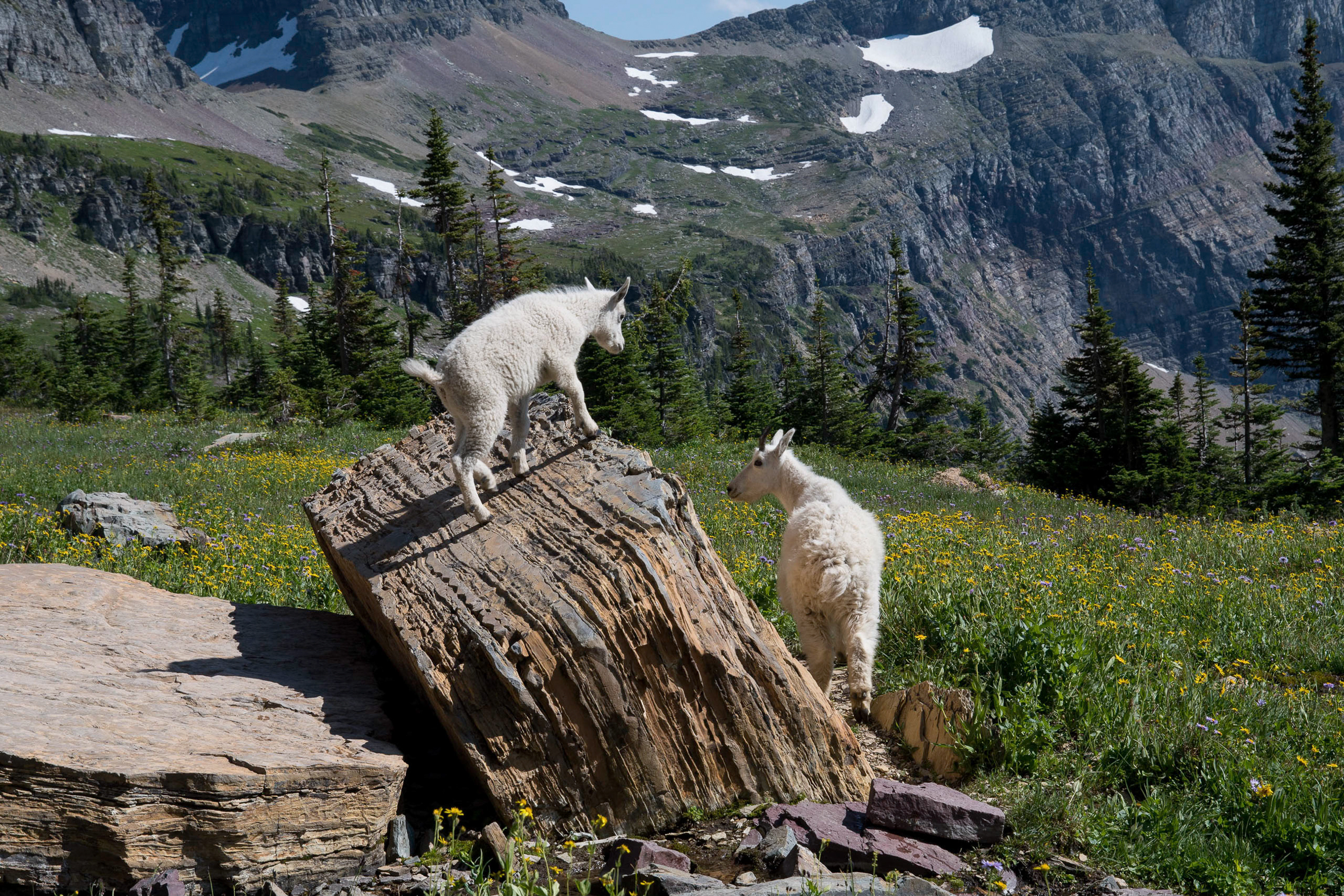 Baby Mountain Goats