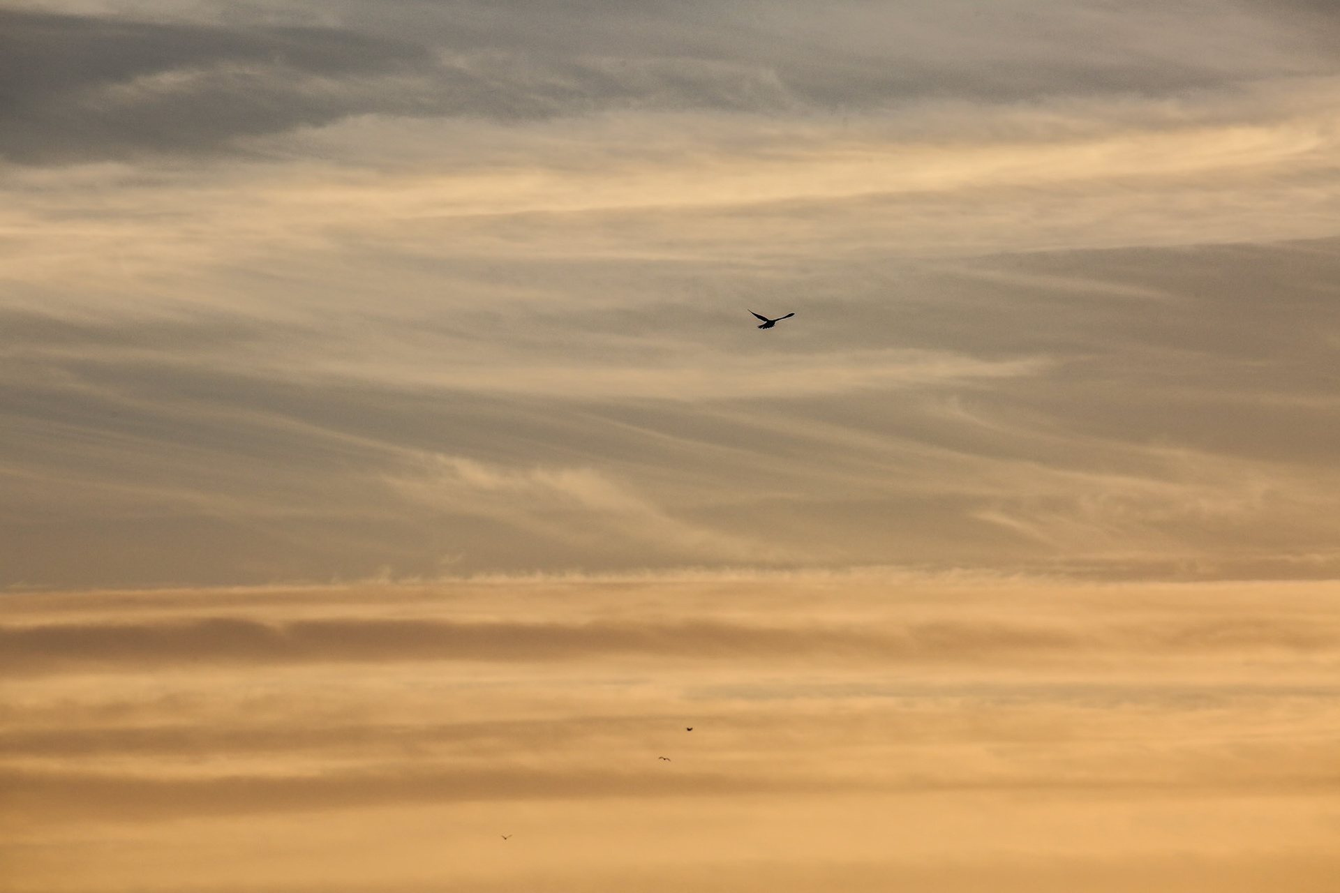 Kestrel