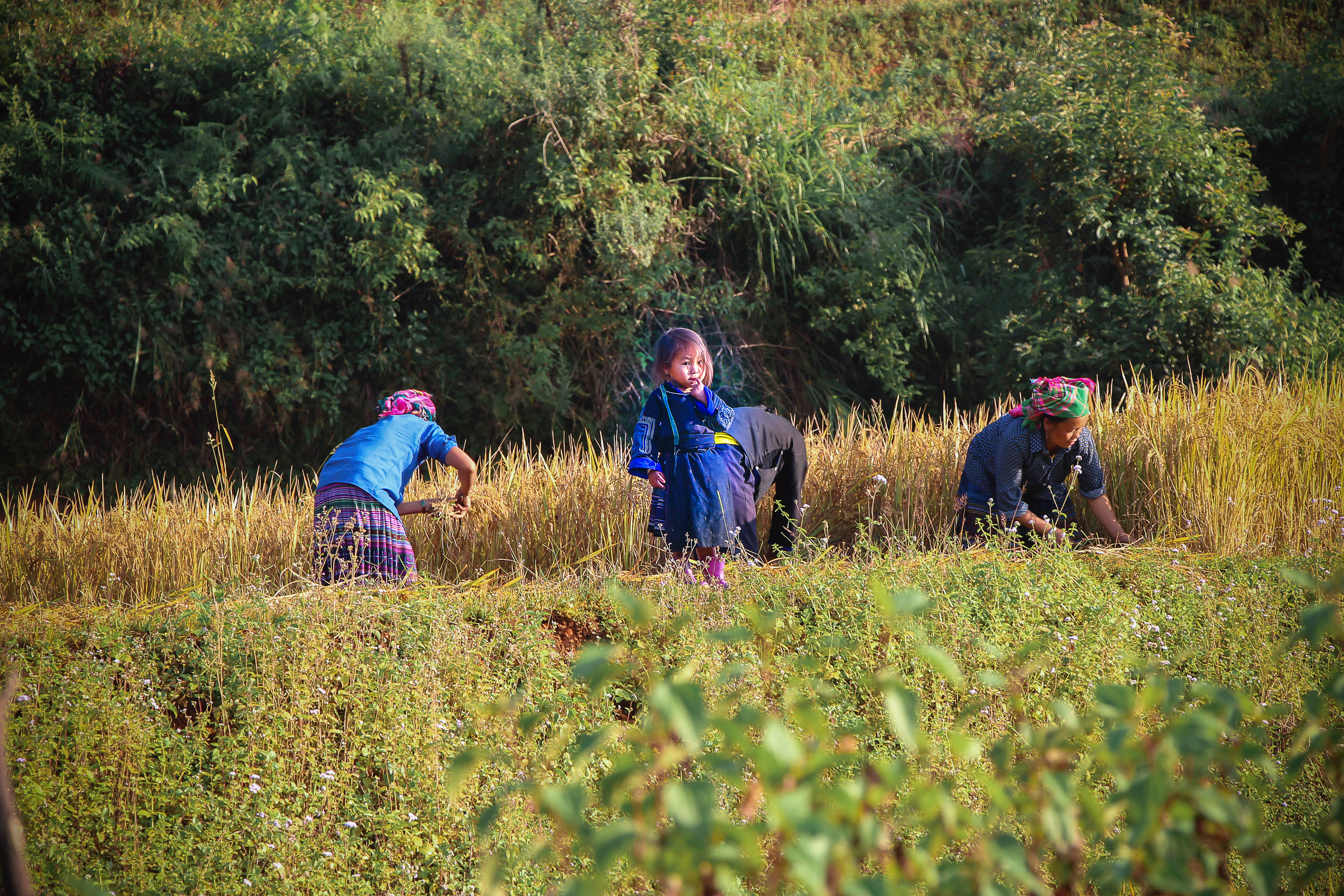 Mu Cang Chai, Vietnam