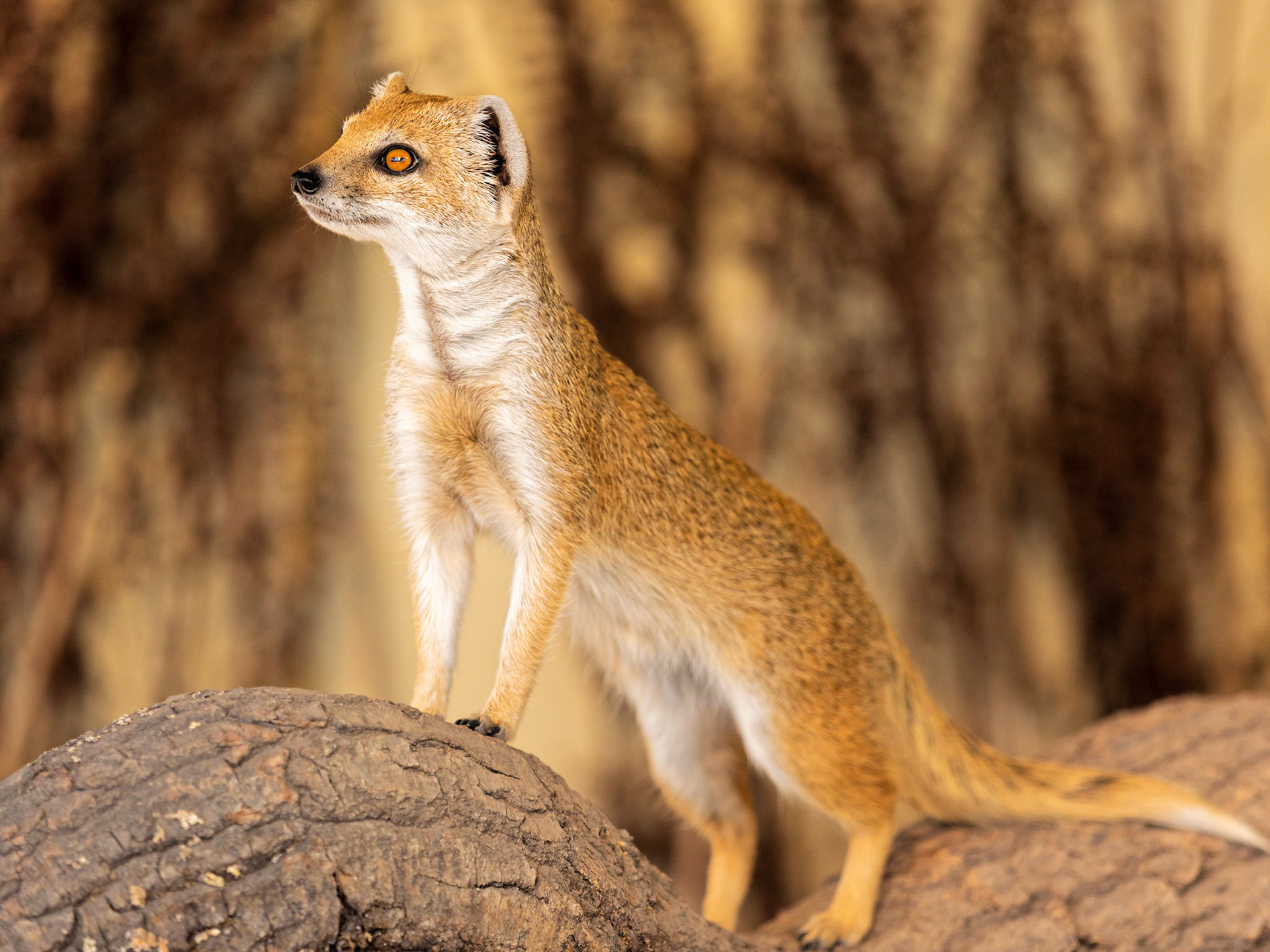A yellow mongoose