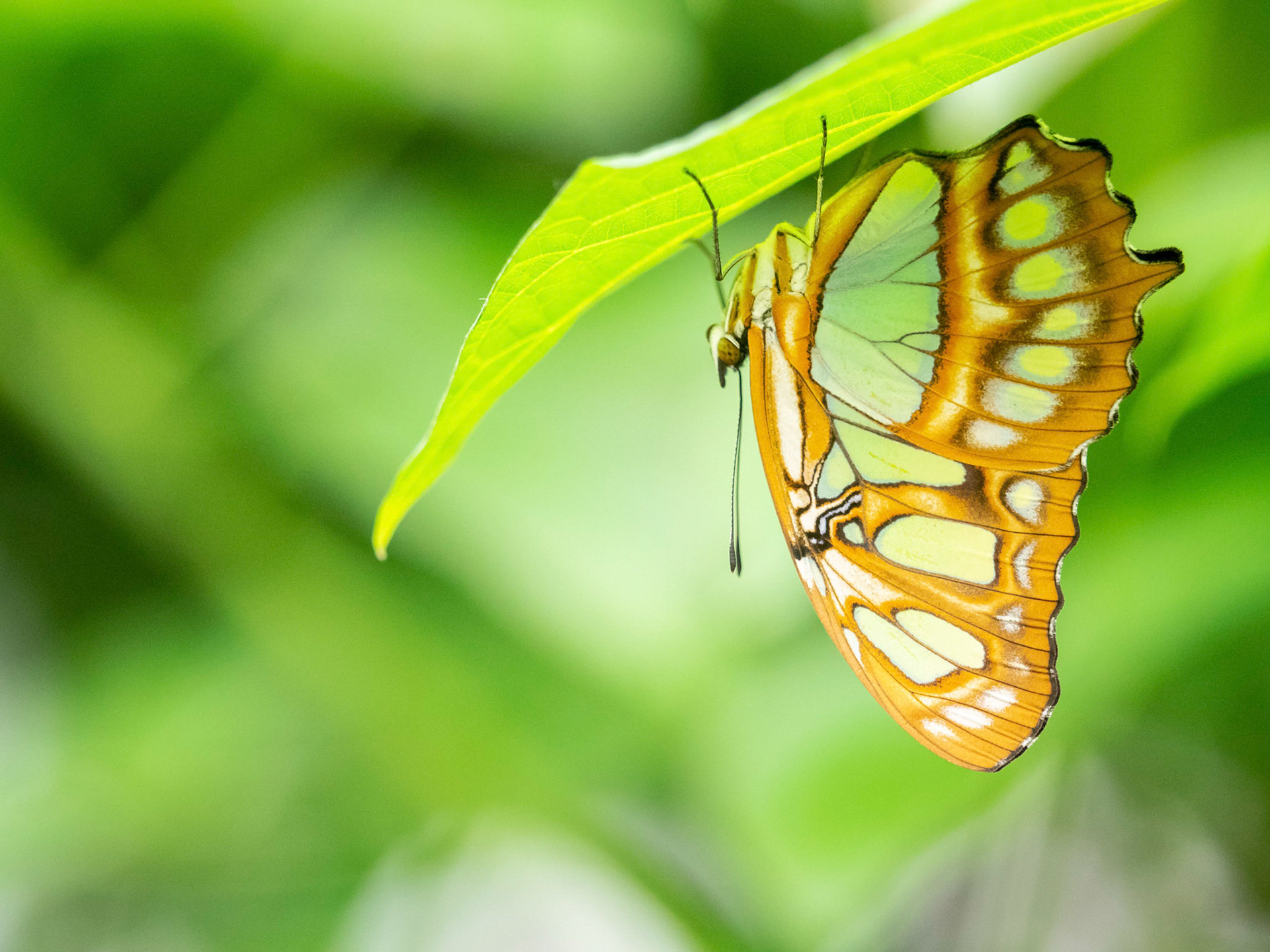 A malachite butterfly