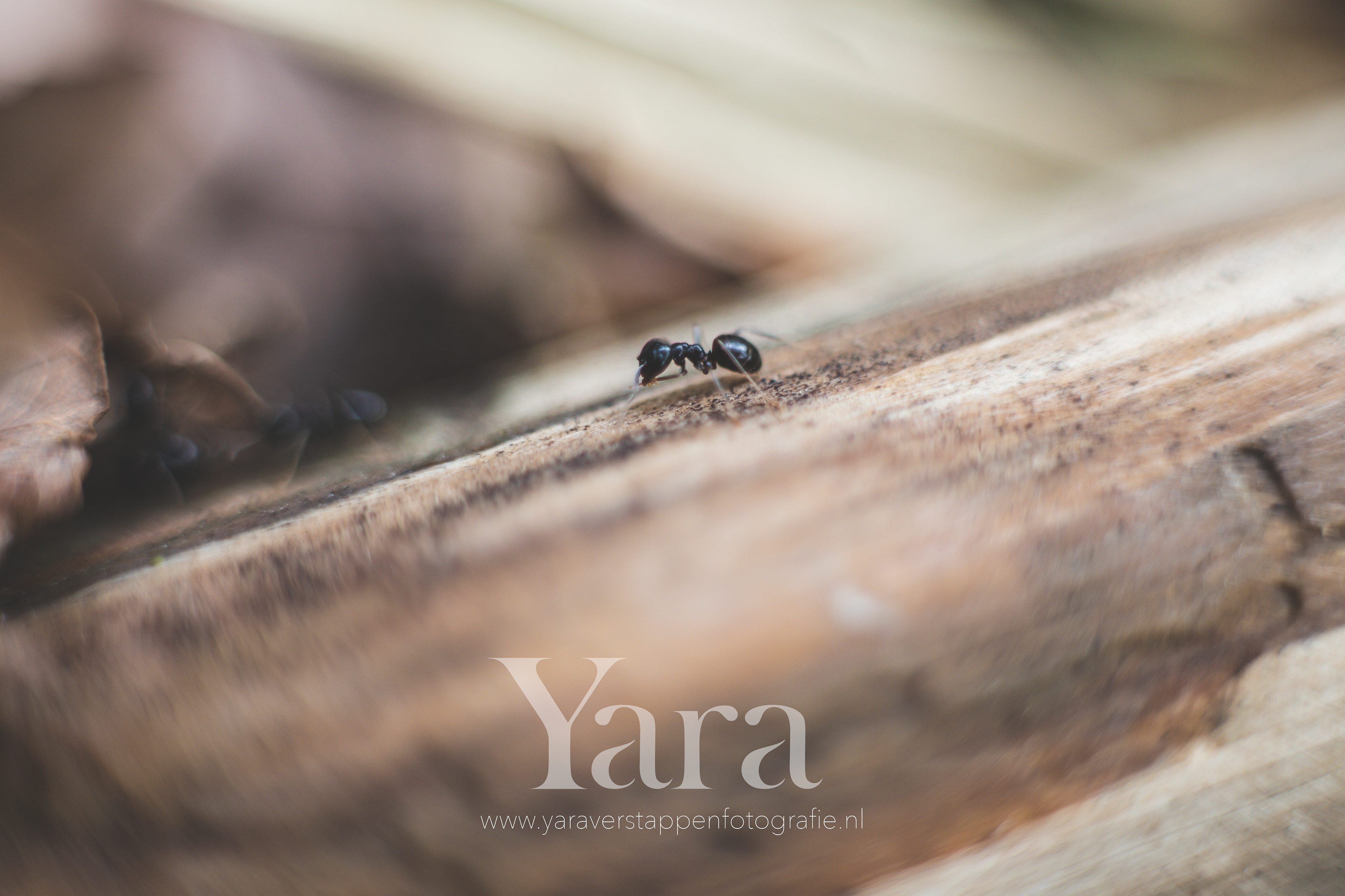 017 - Macro
