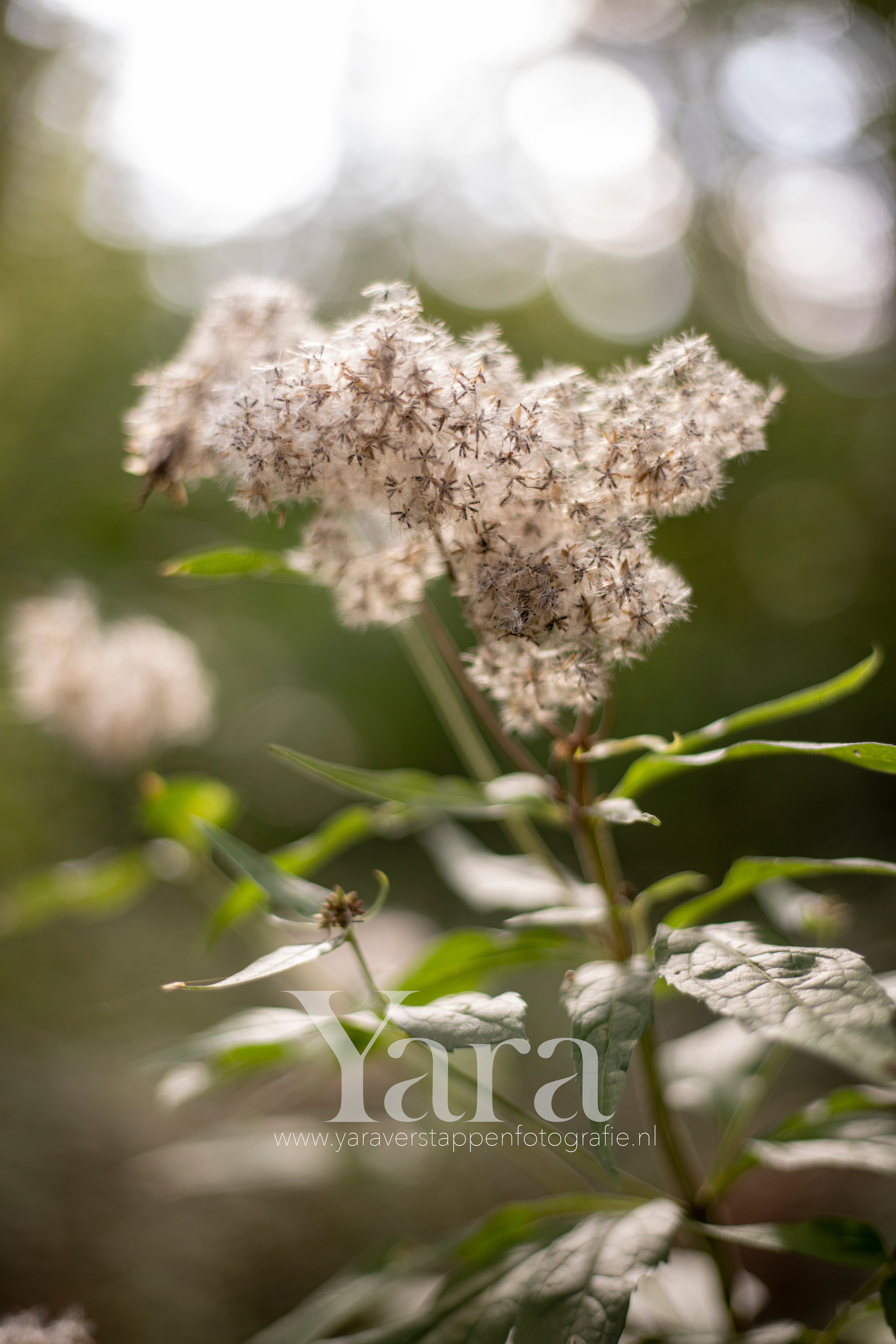 007 - Natuur