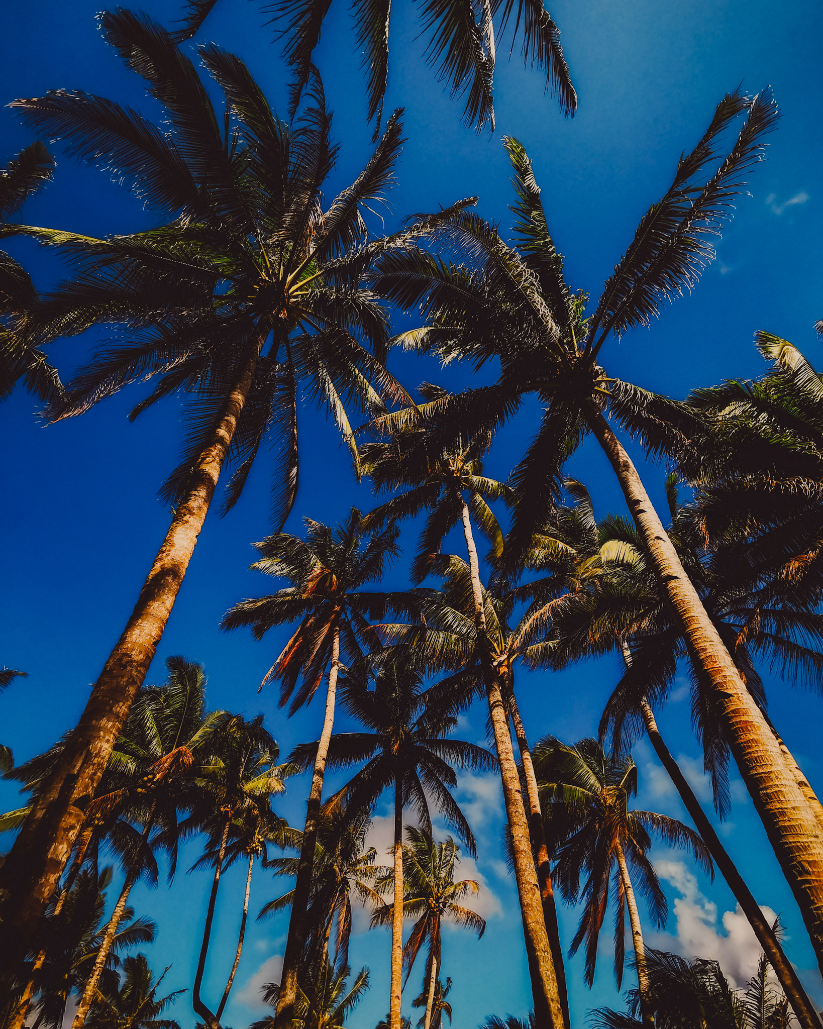 Towering palm trees, Siargao Island, Philippines, March 2019, Huawei Mate 20 Pro.