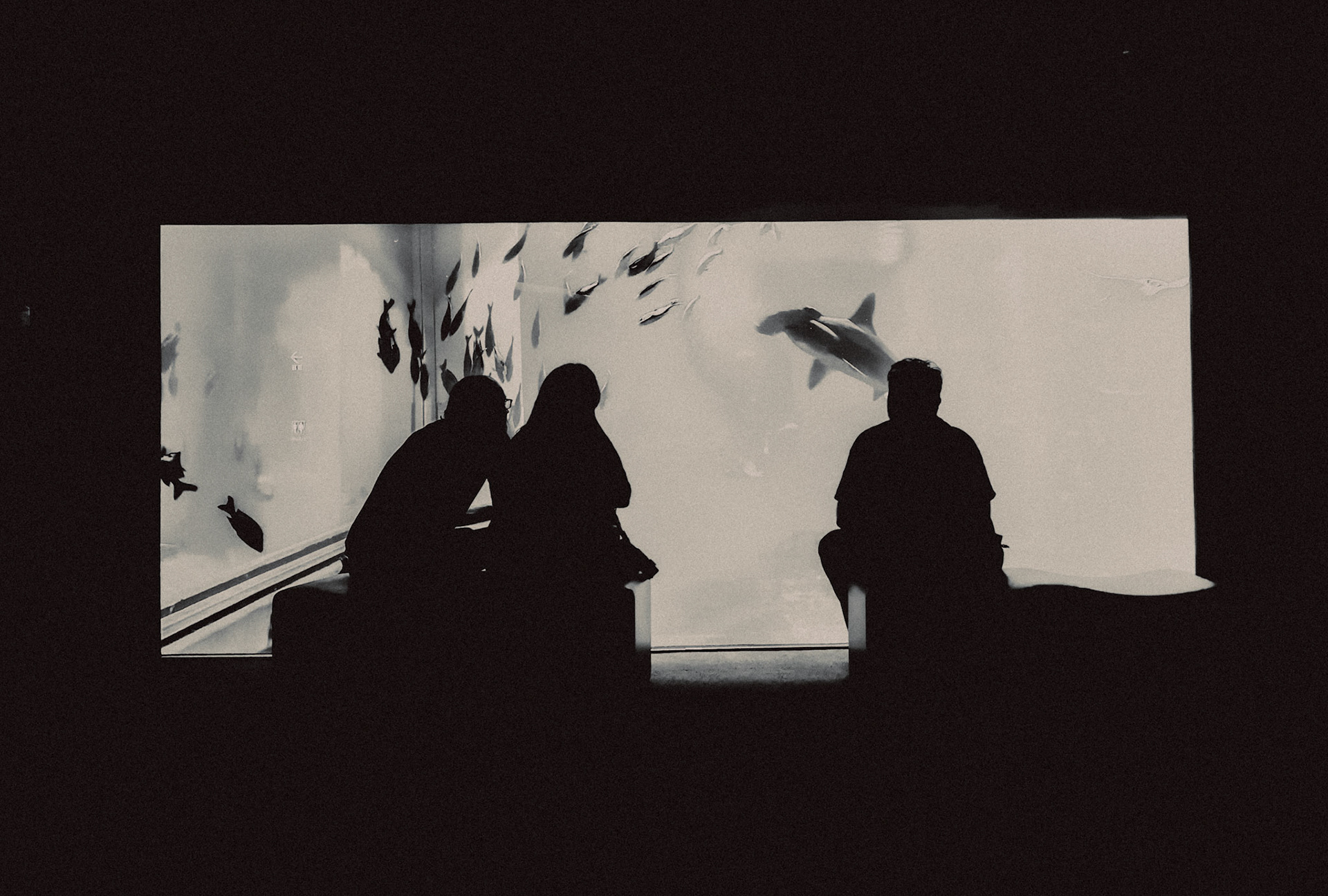 Osaka Aquarium Silhouettes, in black and white, Osaka, Japan, December 2019, Huawei Mate 30 Pro.