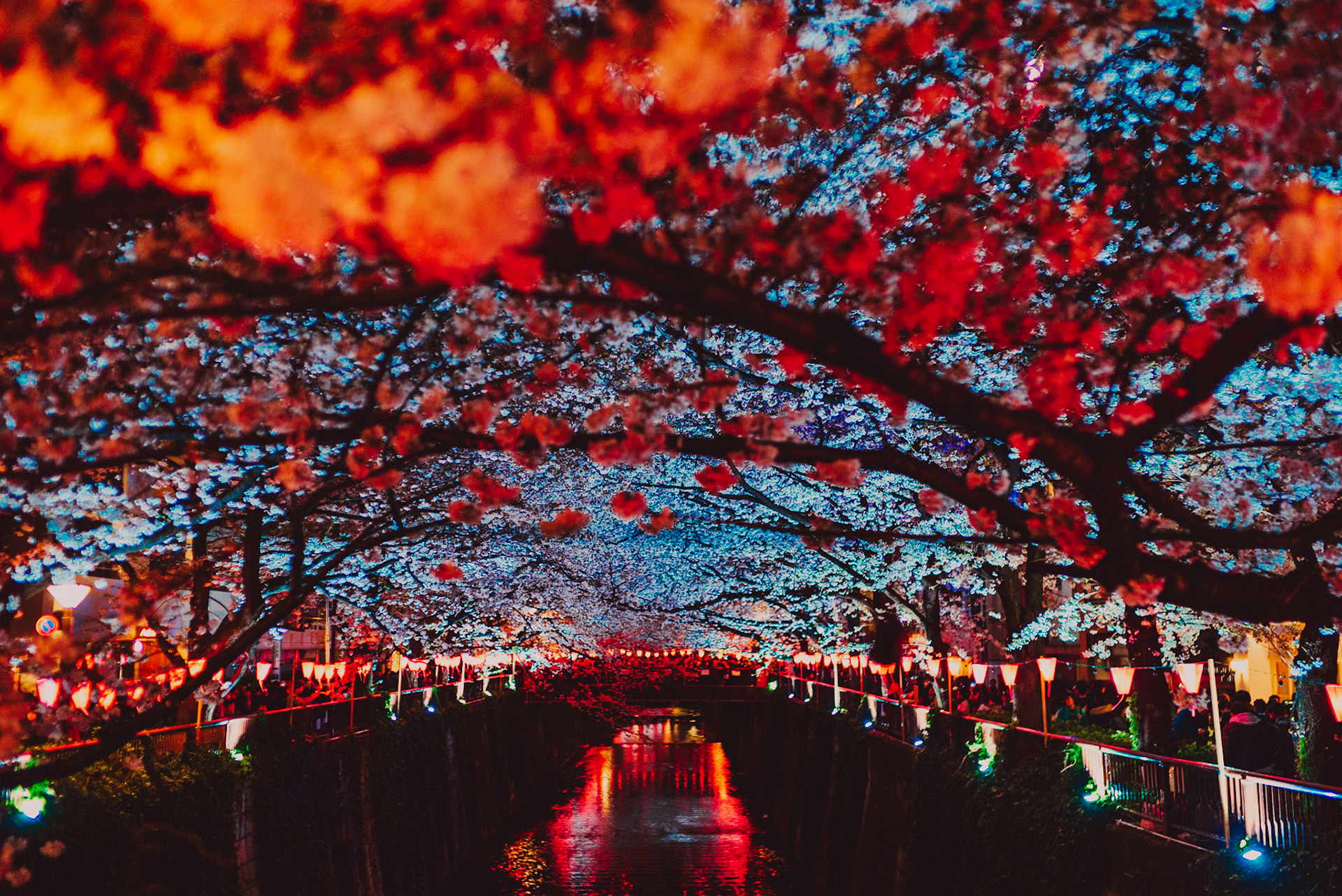 Cherry blossoms at night during sakura season. Meguro River, Tokyo, Japan, April 2017, Sony A7SII.