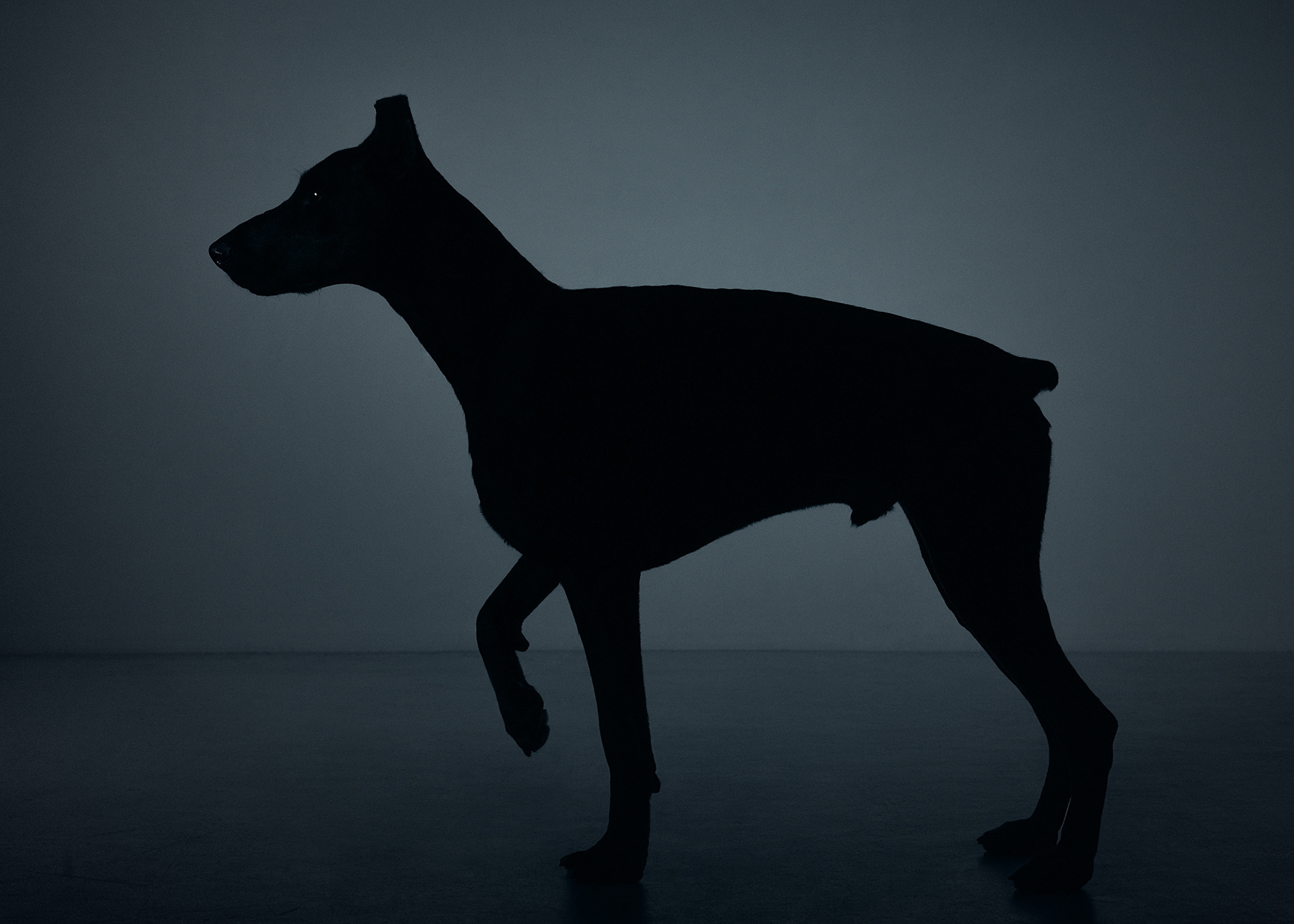 A black silhouette of an obedient doberman lifting one paw