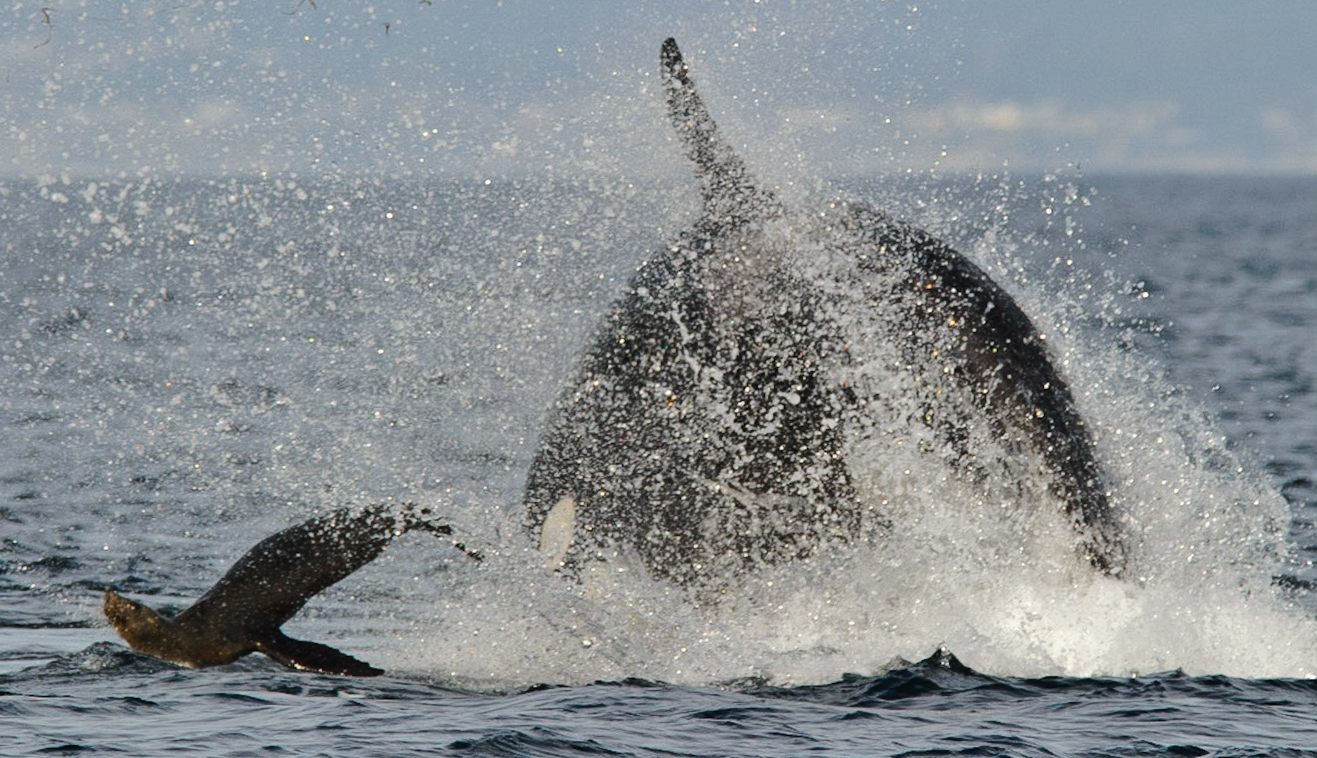 Orca Attack 3