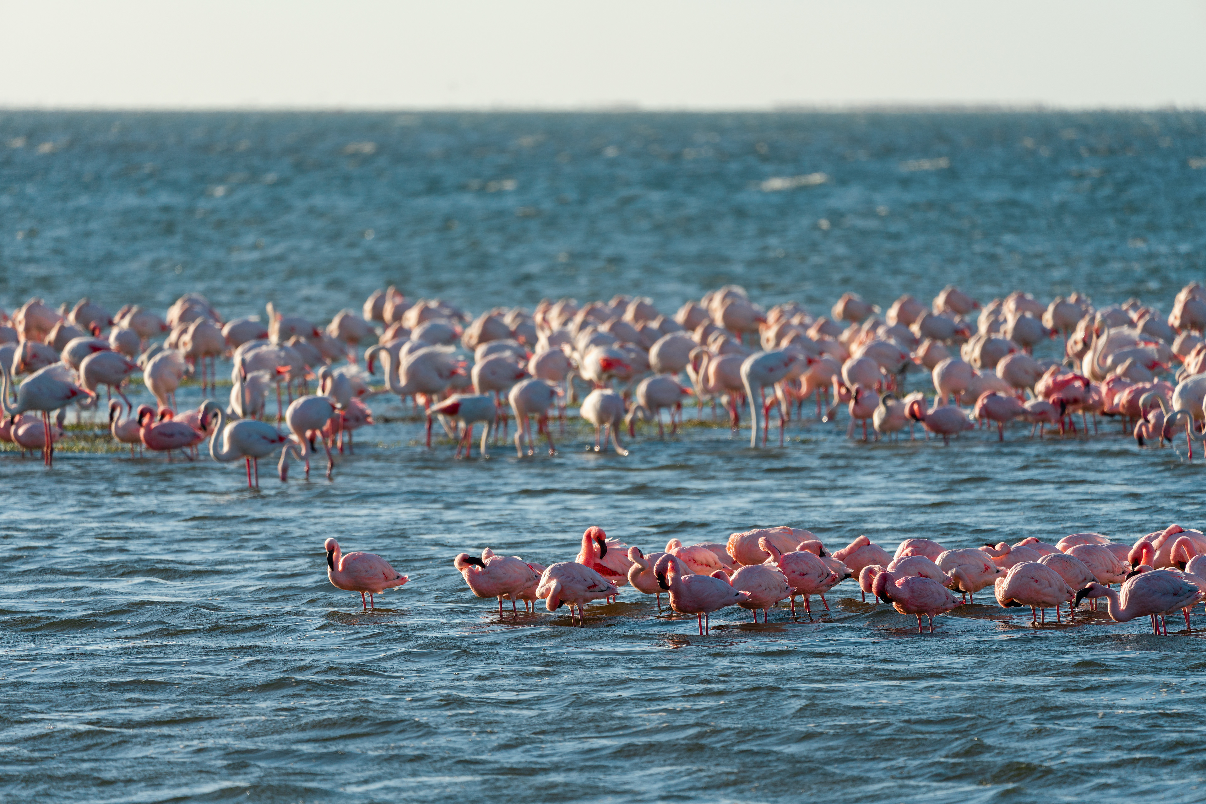 Bird Paradise