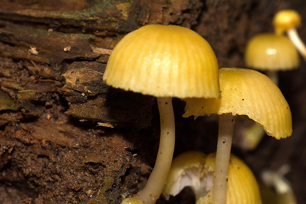 Yellow Mushrooms Growing in Log Photo