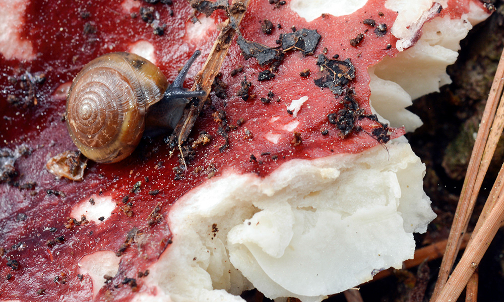 Snail eating Russula mushroom