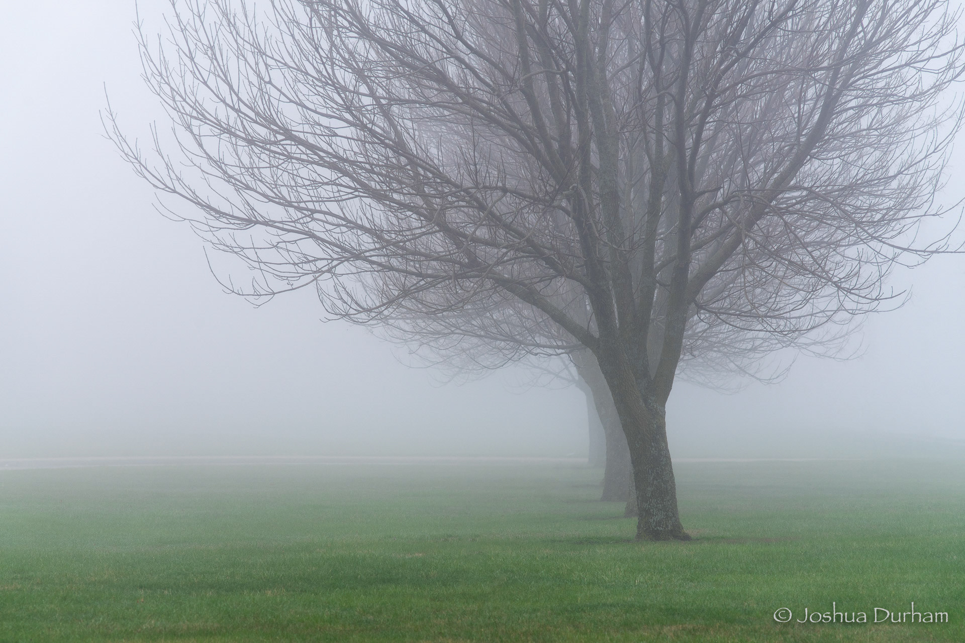 MO - Fogging Morning Trees