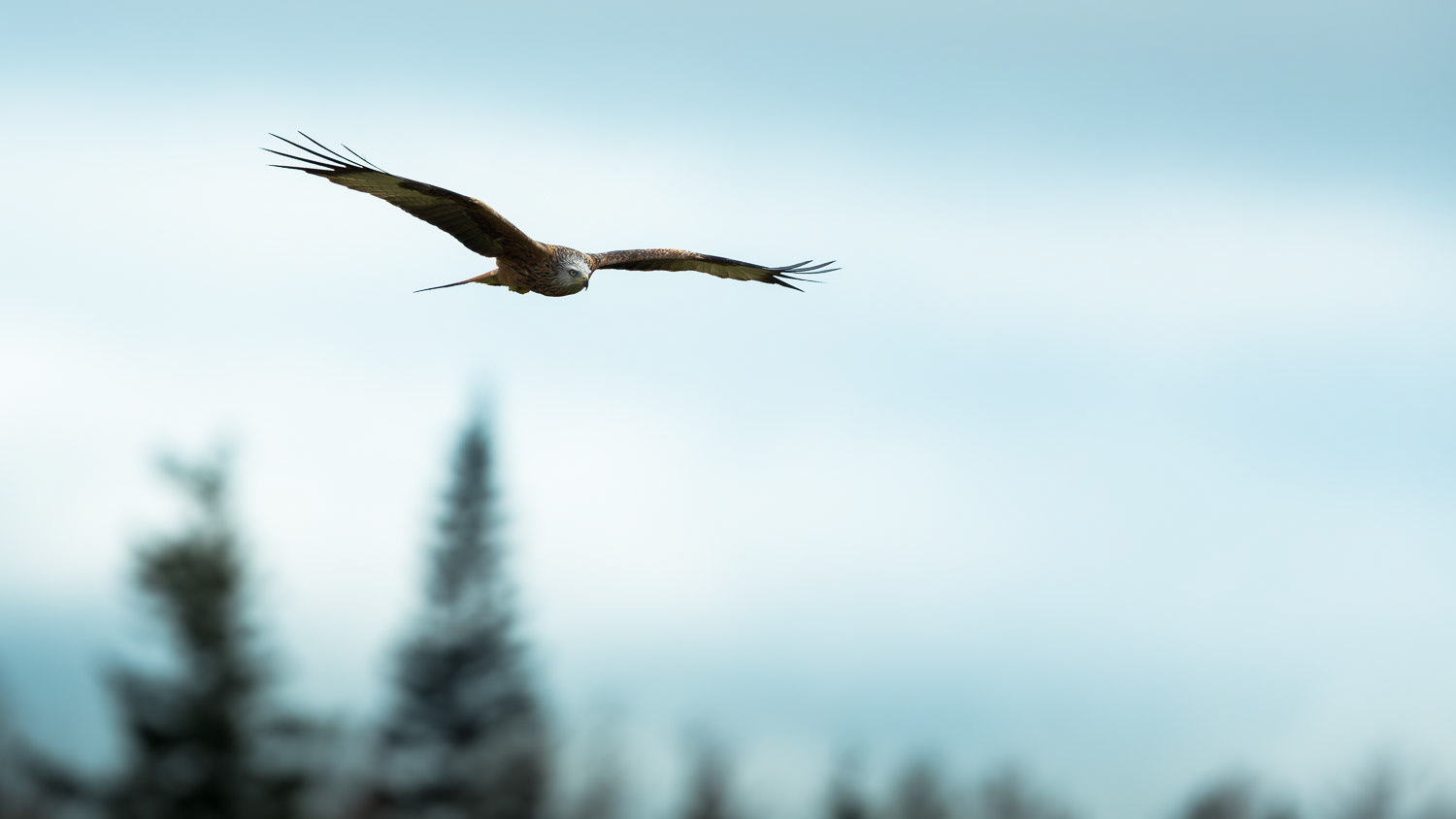 Red Kite Scotland