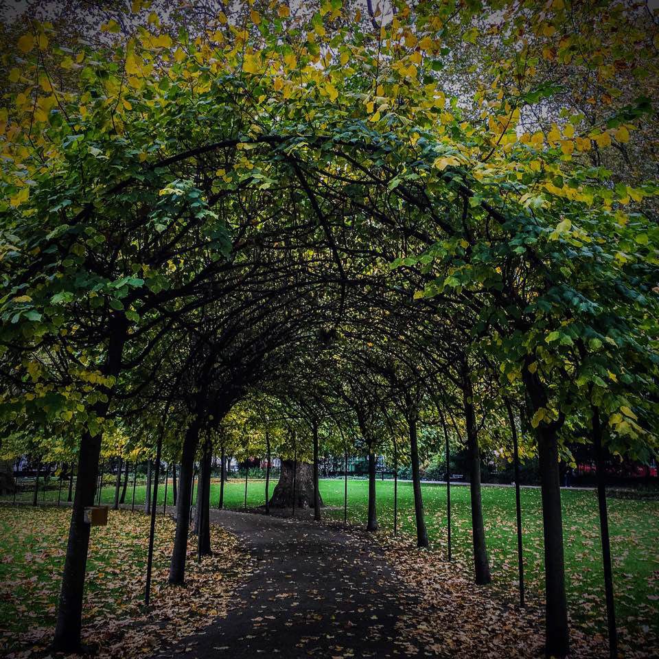Lime Tree Cloister