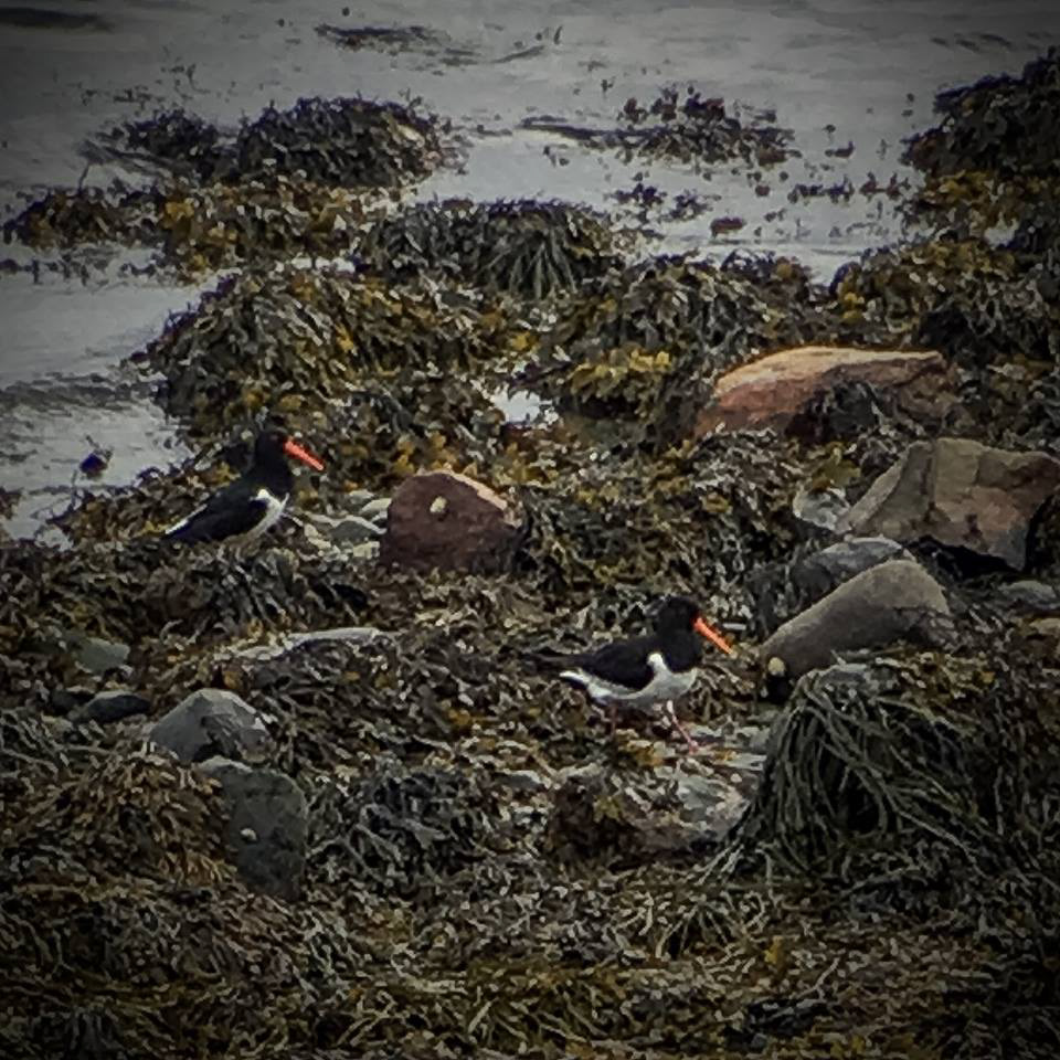 Oyster Catchers, Trondheim