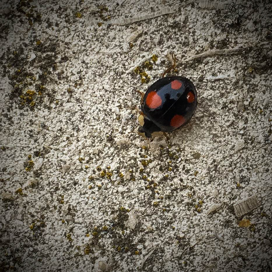 Ladybird