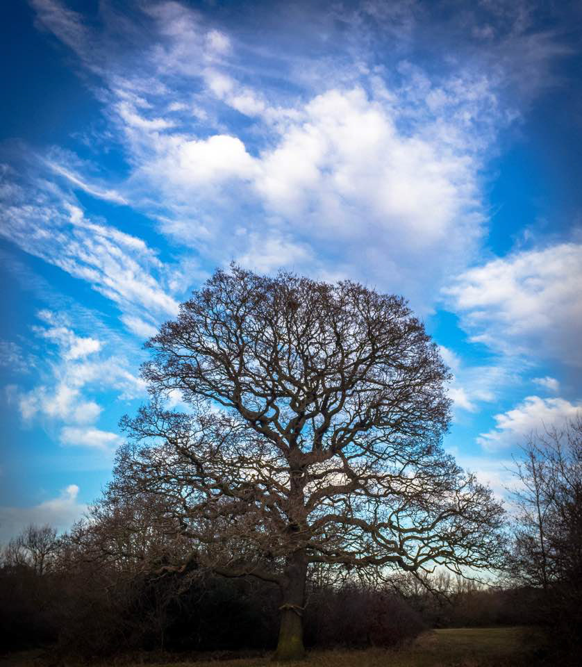 Epping Forest Winter