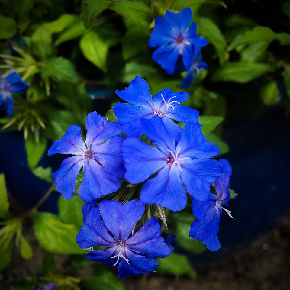 Blue Leadwort