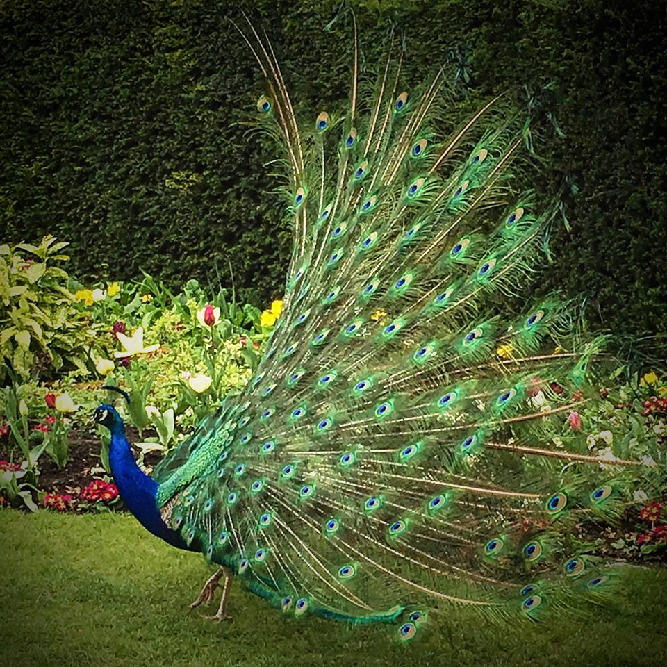 Peacock, Kyoto Garden