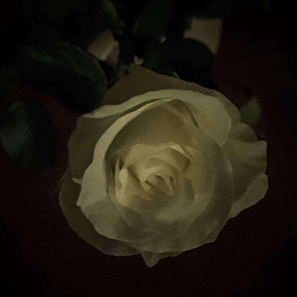 White Rose