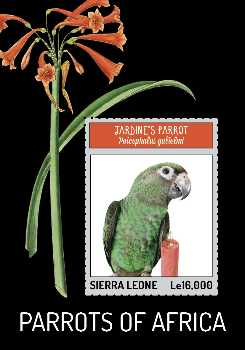 Parrots for Sierra Leone