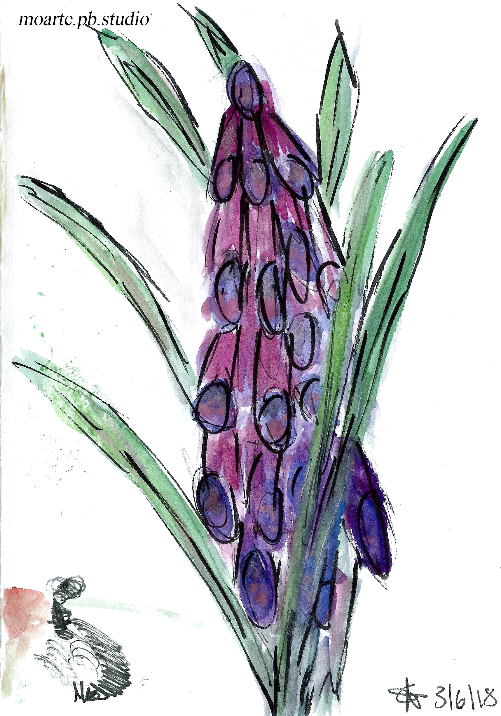 Foxglove (Watercolours)