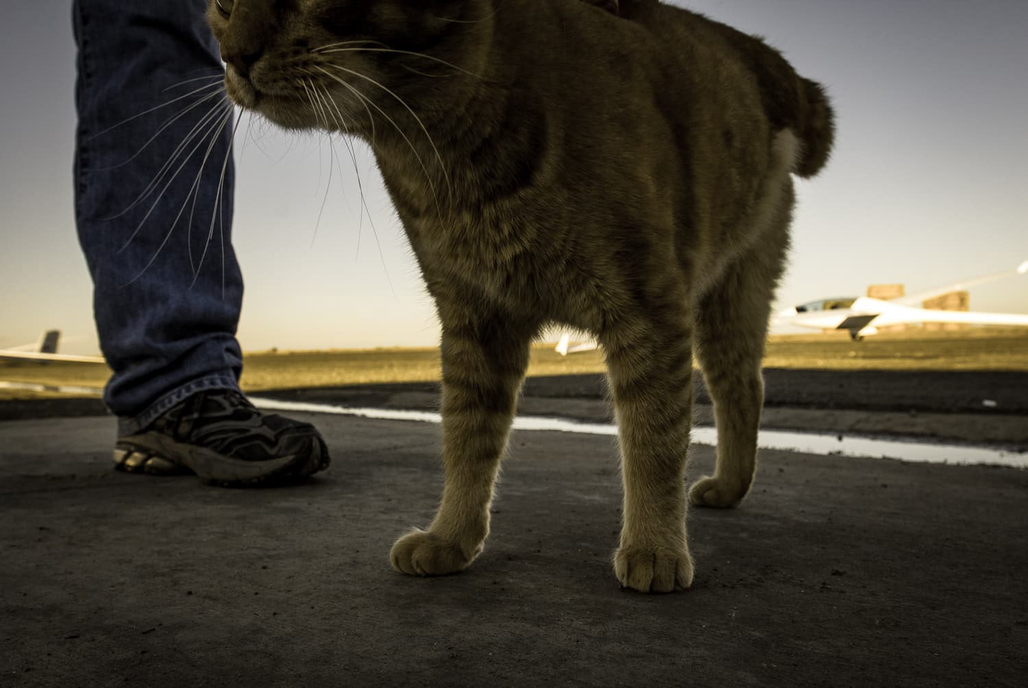 Tripod Bob the three legged cat