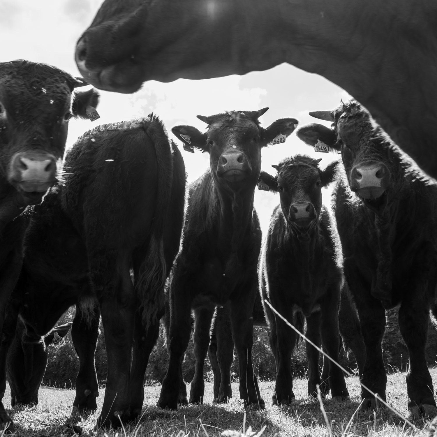 Réunion bovine