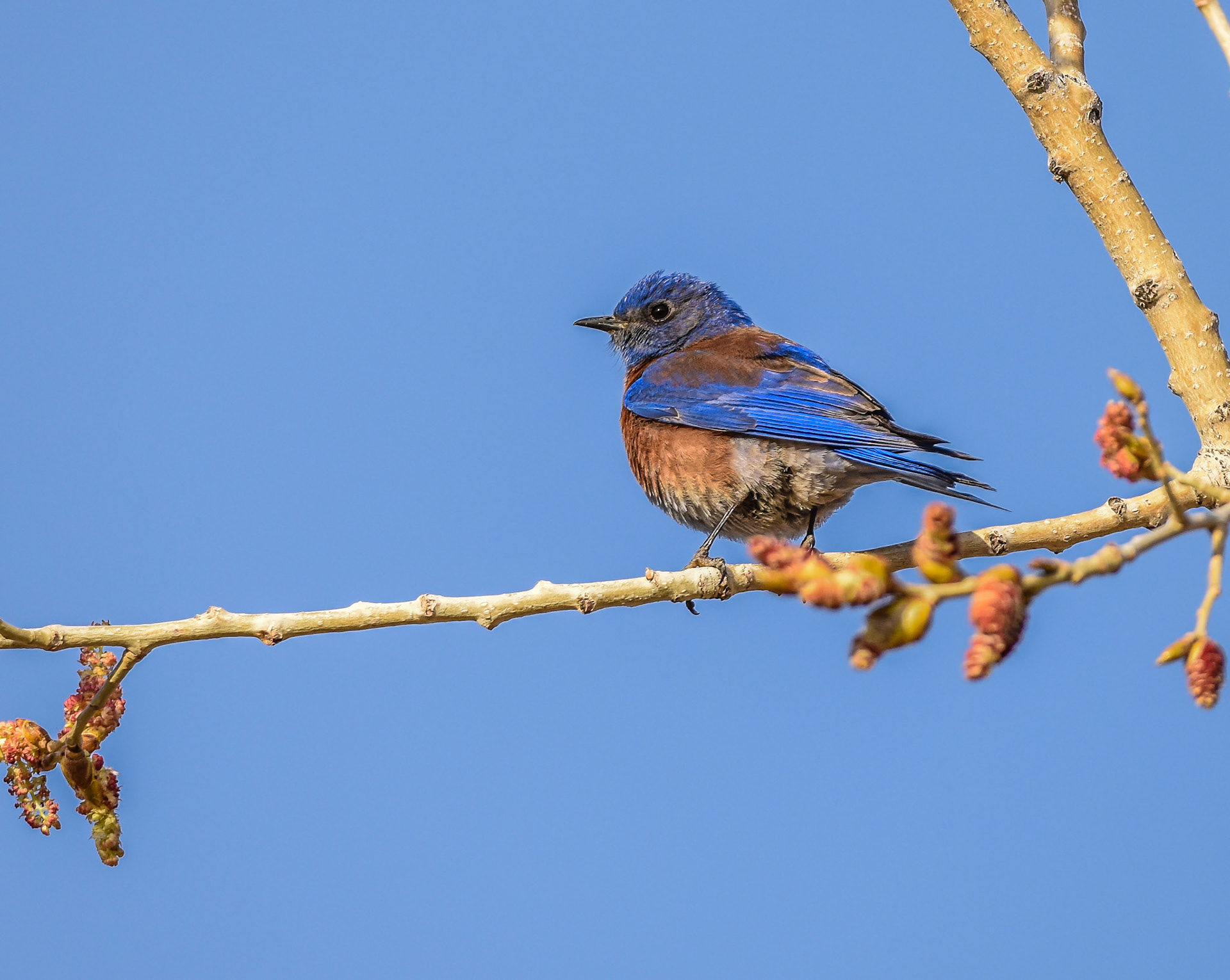 Western Bluebird