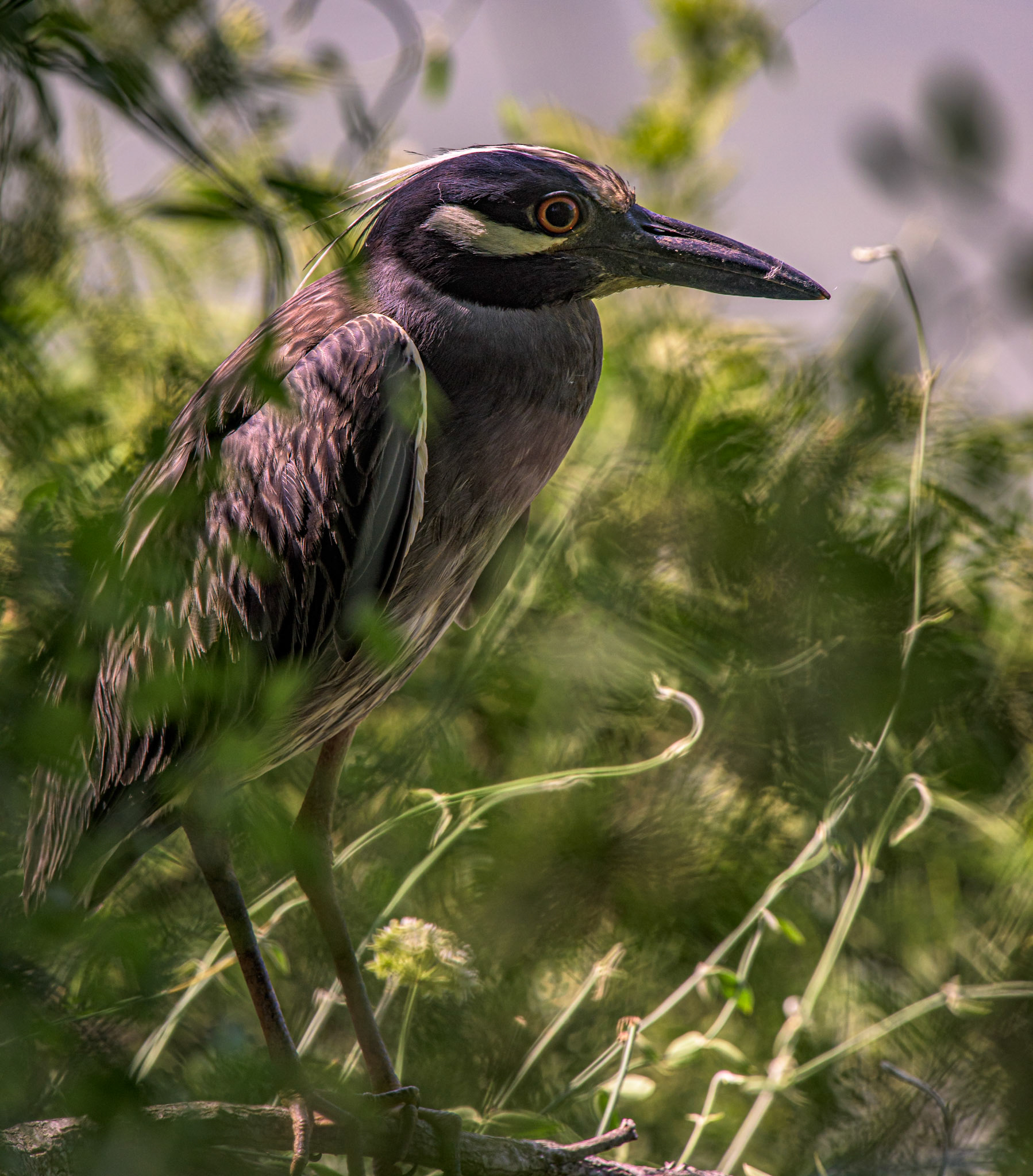 Yellow-crowned Night -Heron