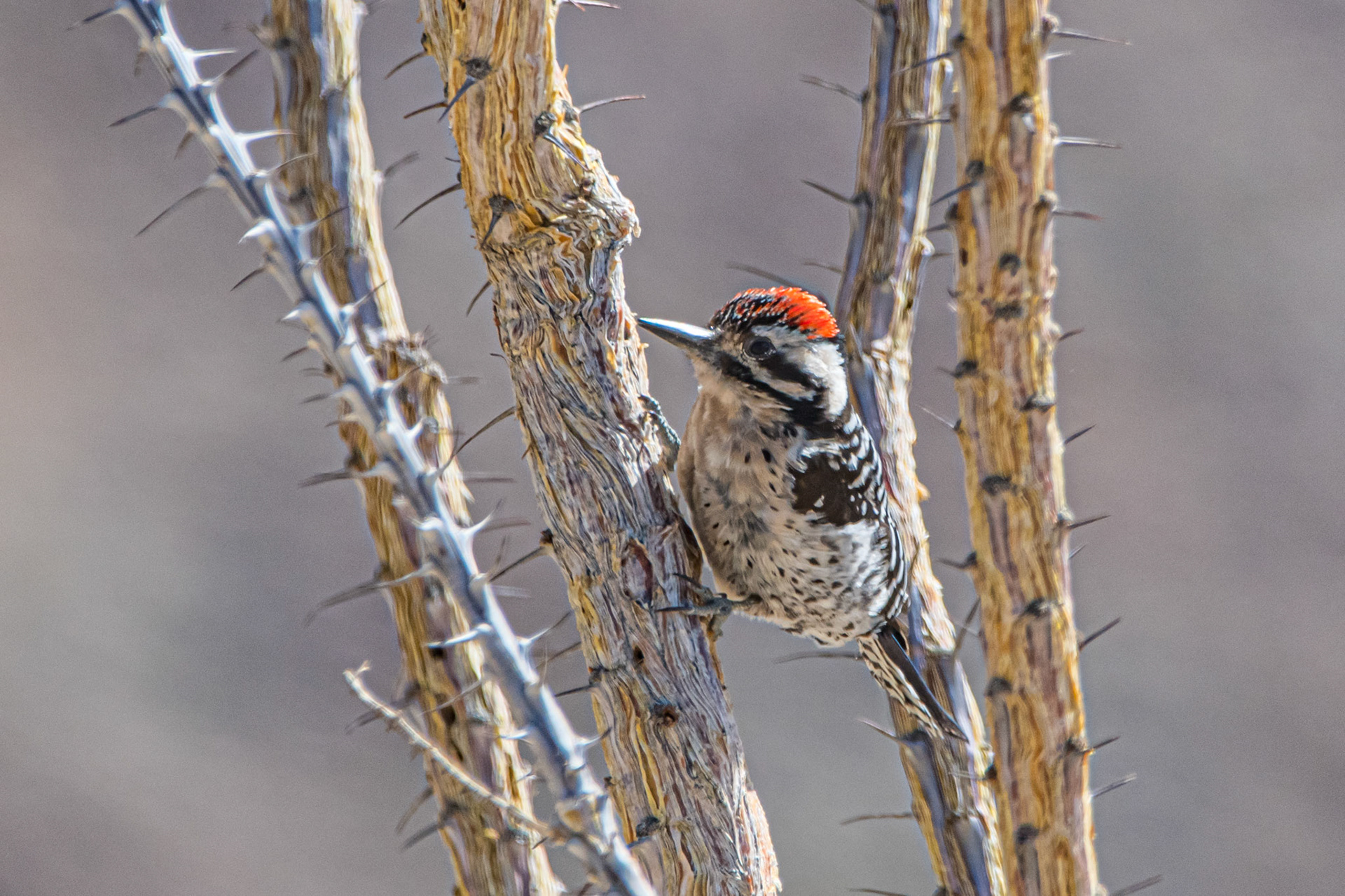 Female Yellow-Bellied Sapsucker