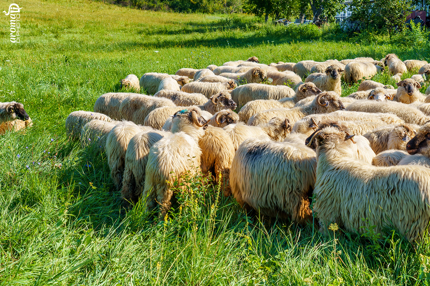 Sheep on field