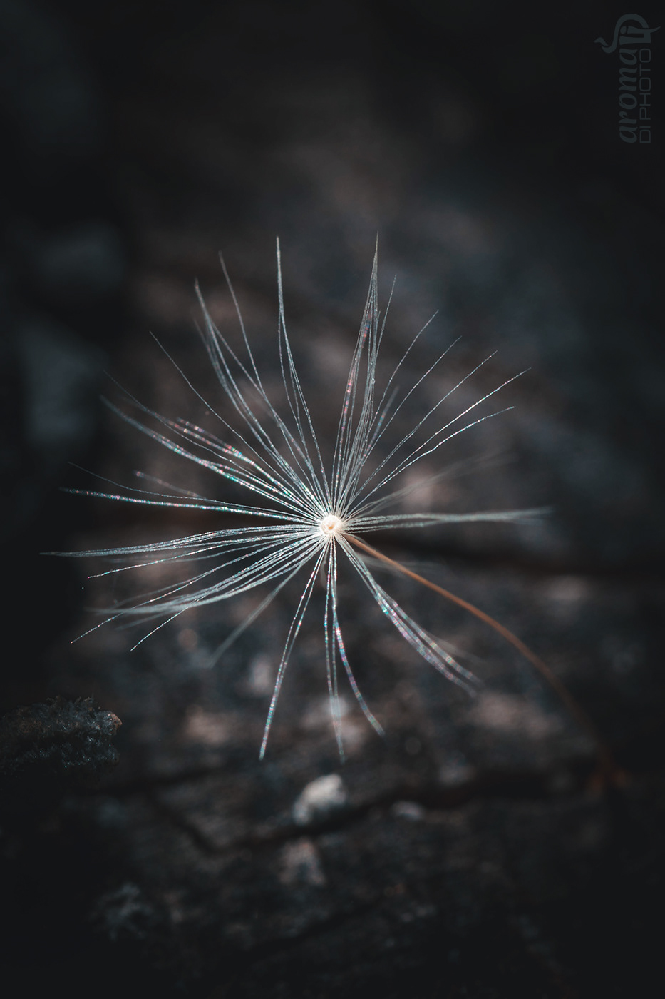 Dandelion Seed