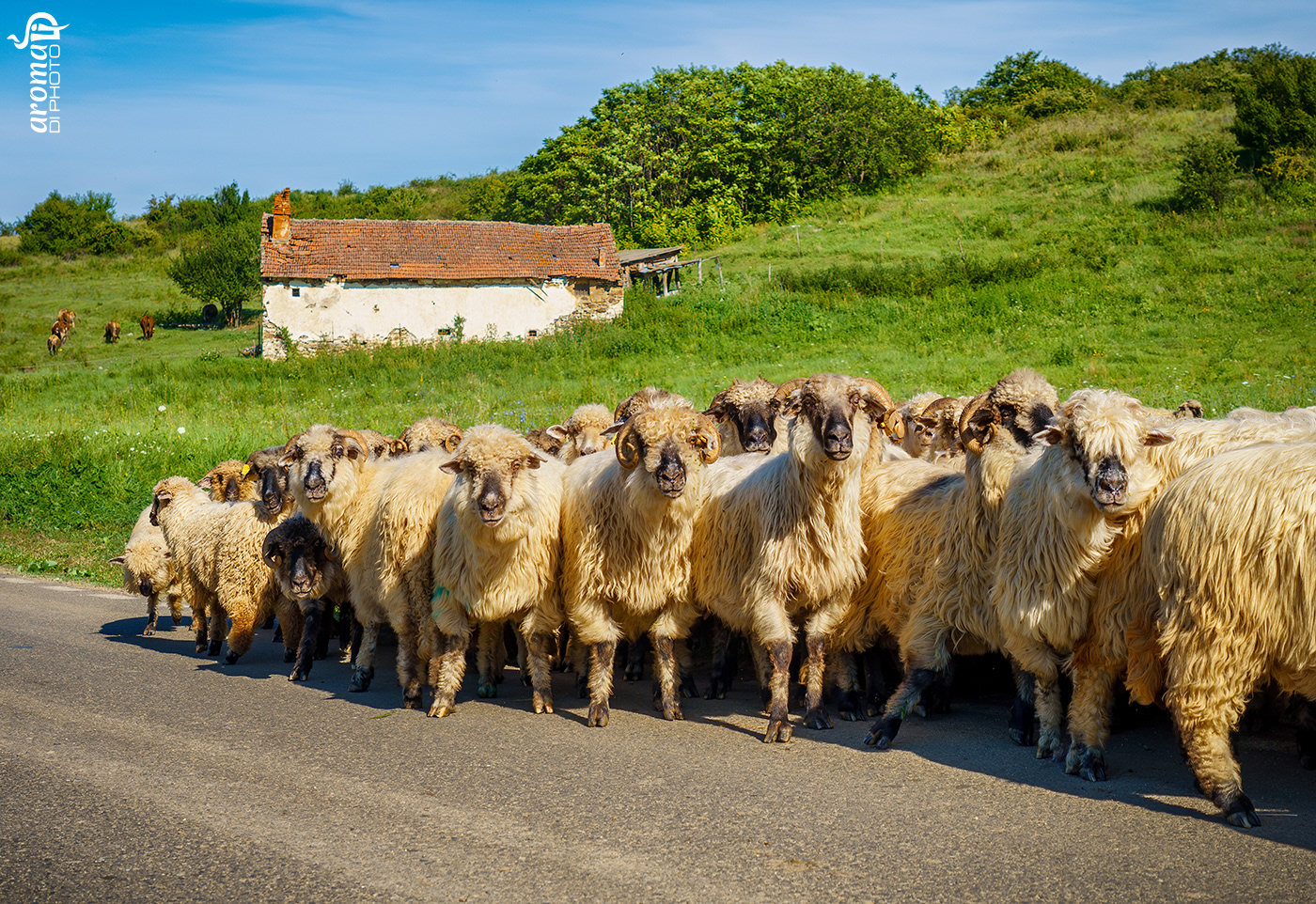 Sheep on the road
