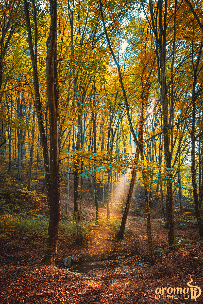 Ray of Light