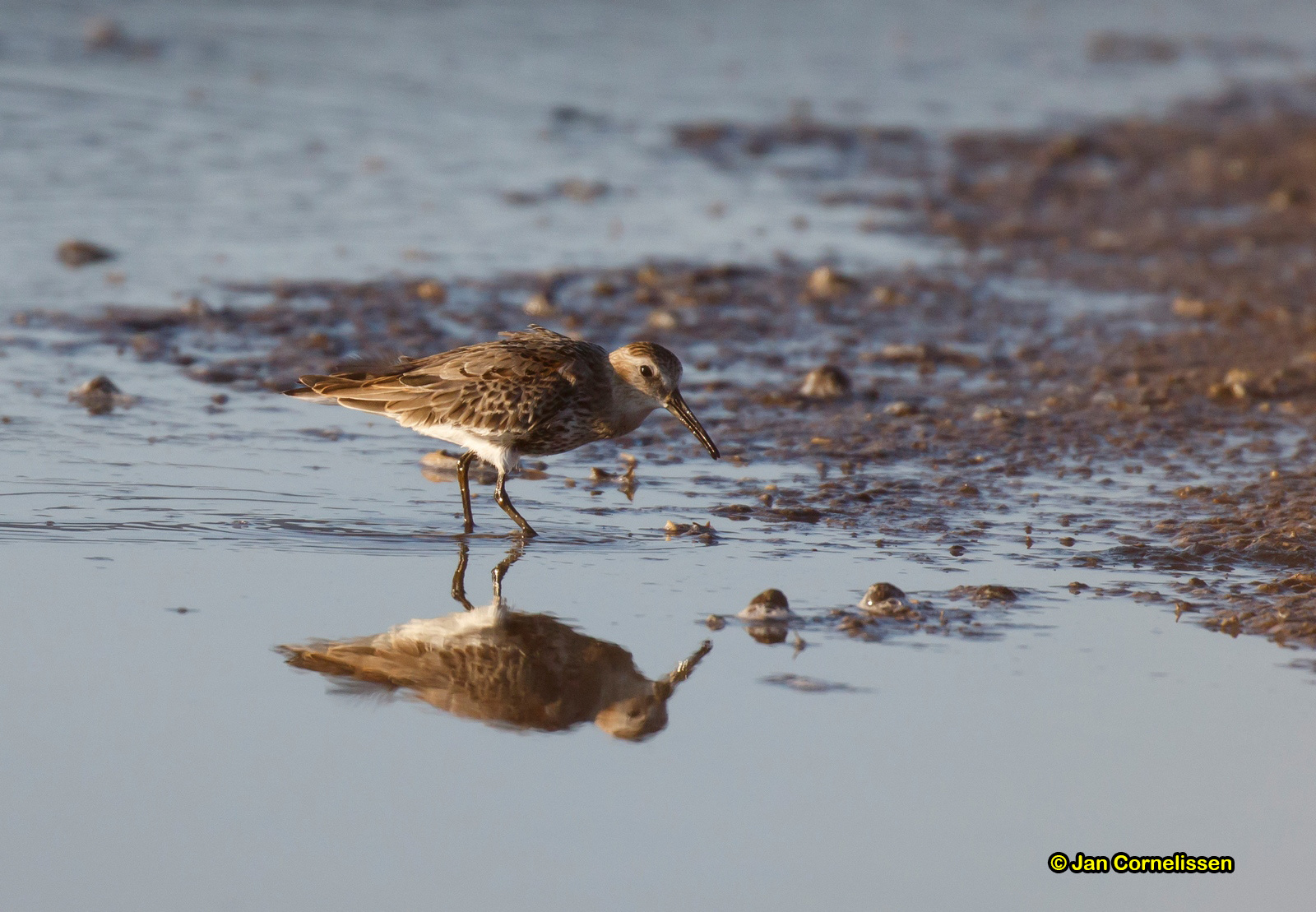 Bonte strandloper - Dunlin - Calidris alpina