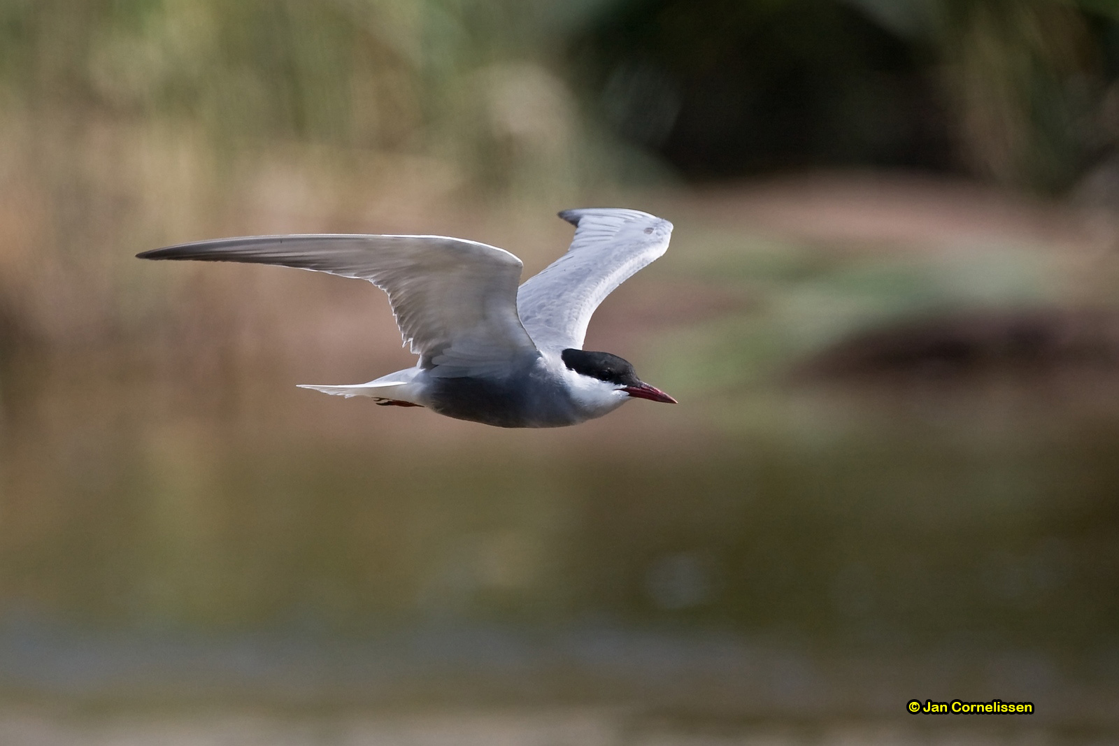 Witwangstern - Whiskered Tern - Chlidonias hybridus