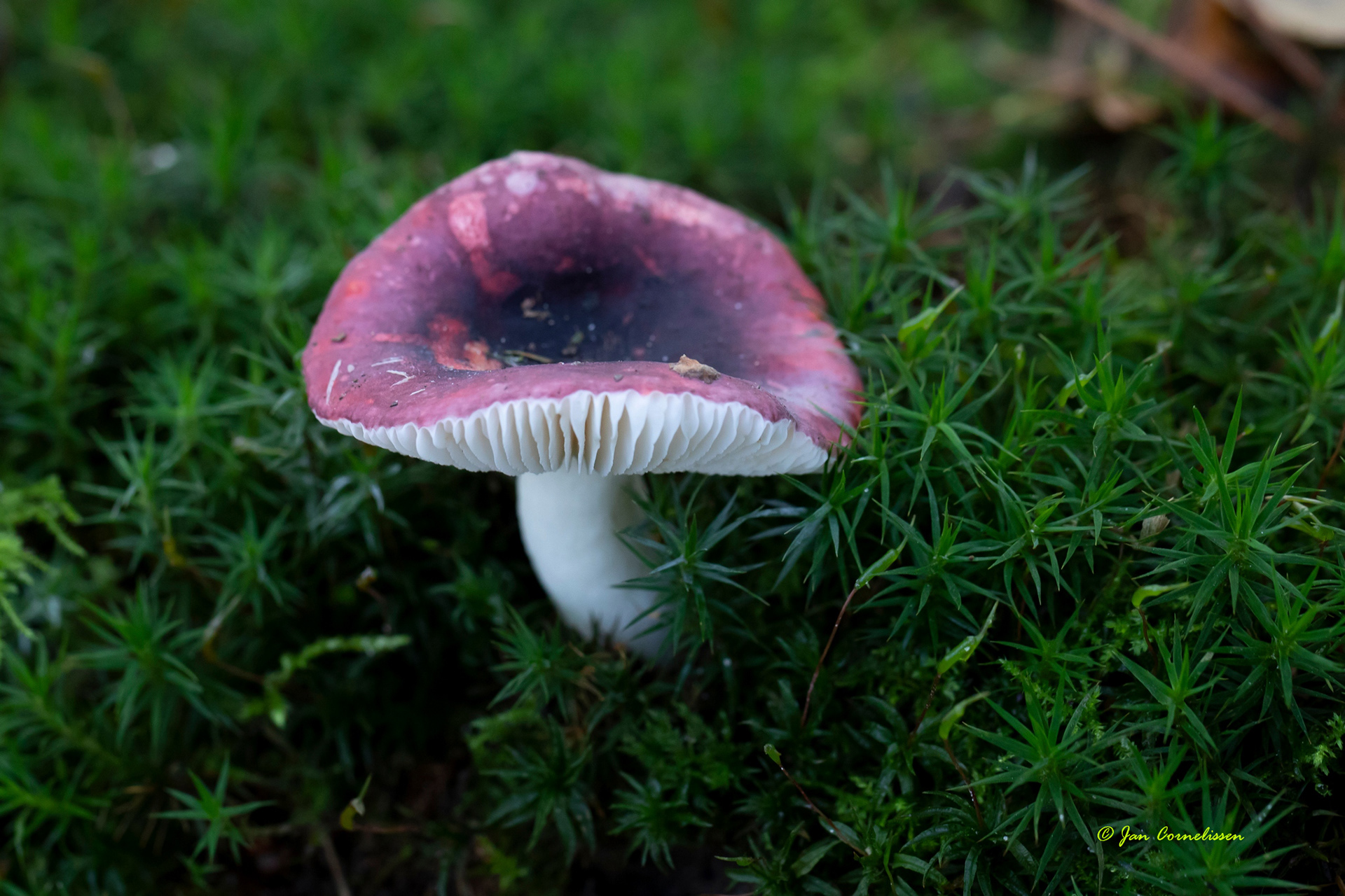 Broze russula (Nederweert, NL)