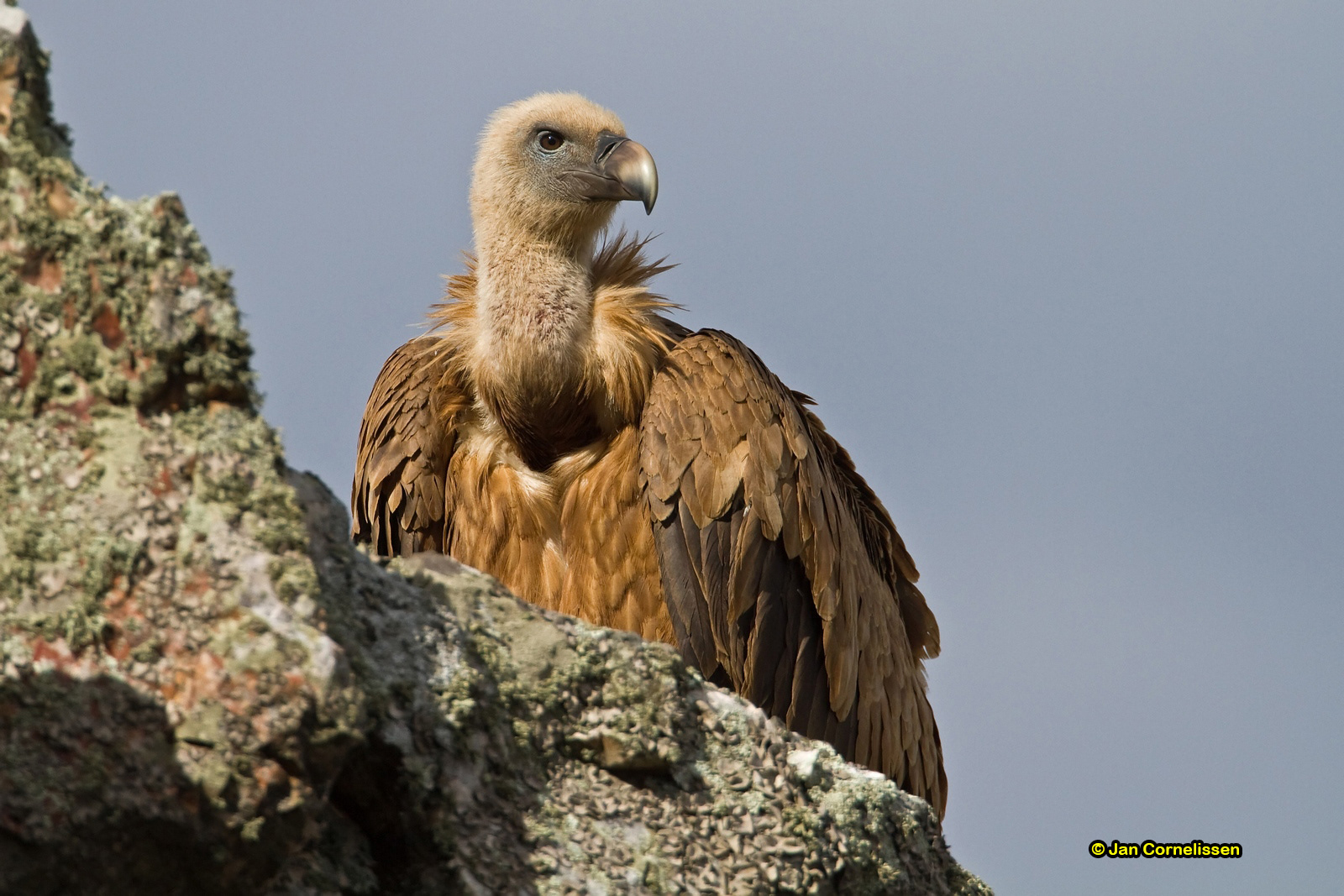 Vale gier - Griffon Vulture - Gyps fulvus