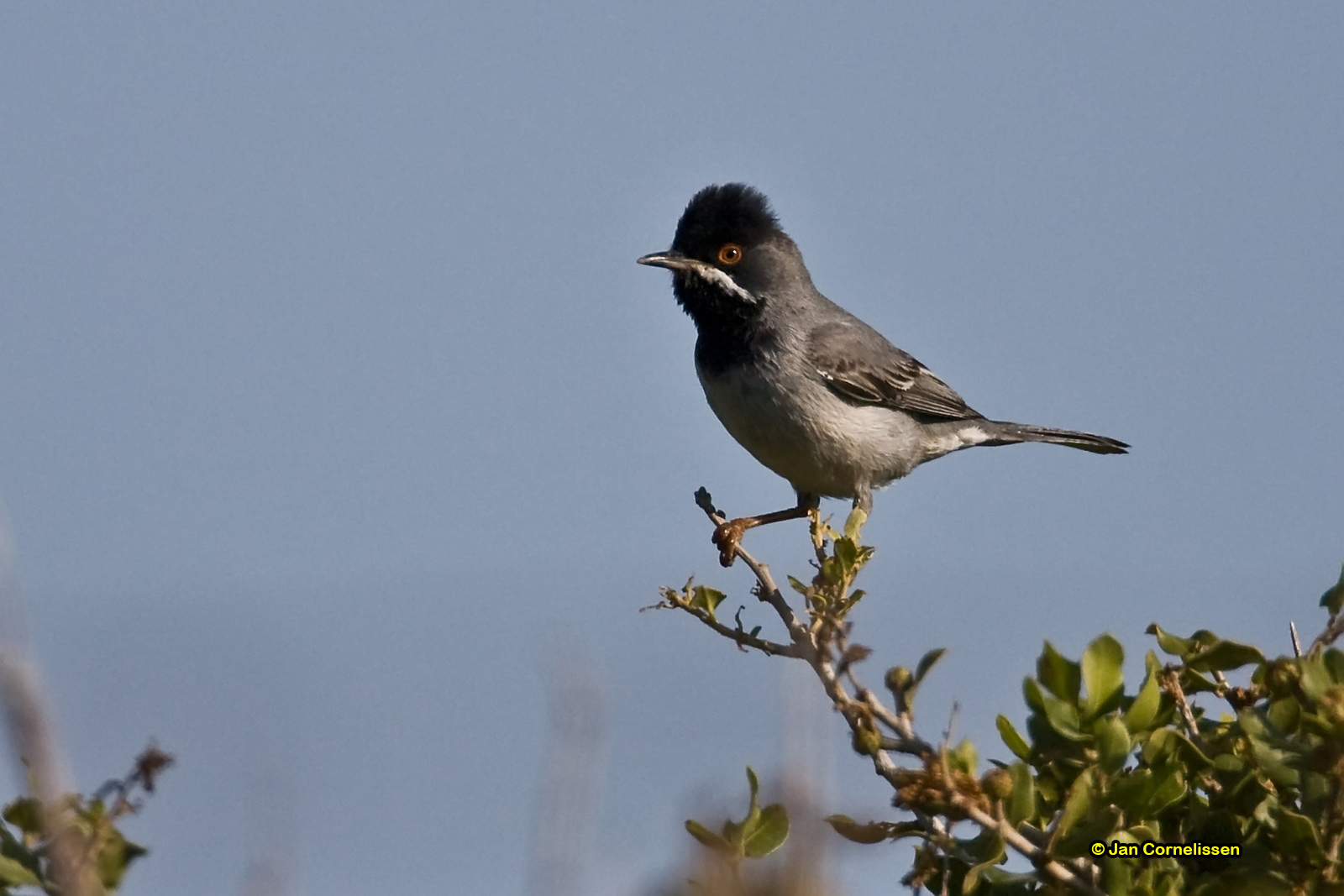 Rüppels grasmus - Rüppell's Warbler - Sylvia rueppelli