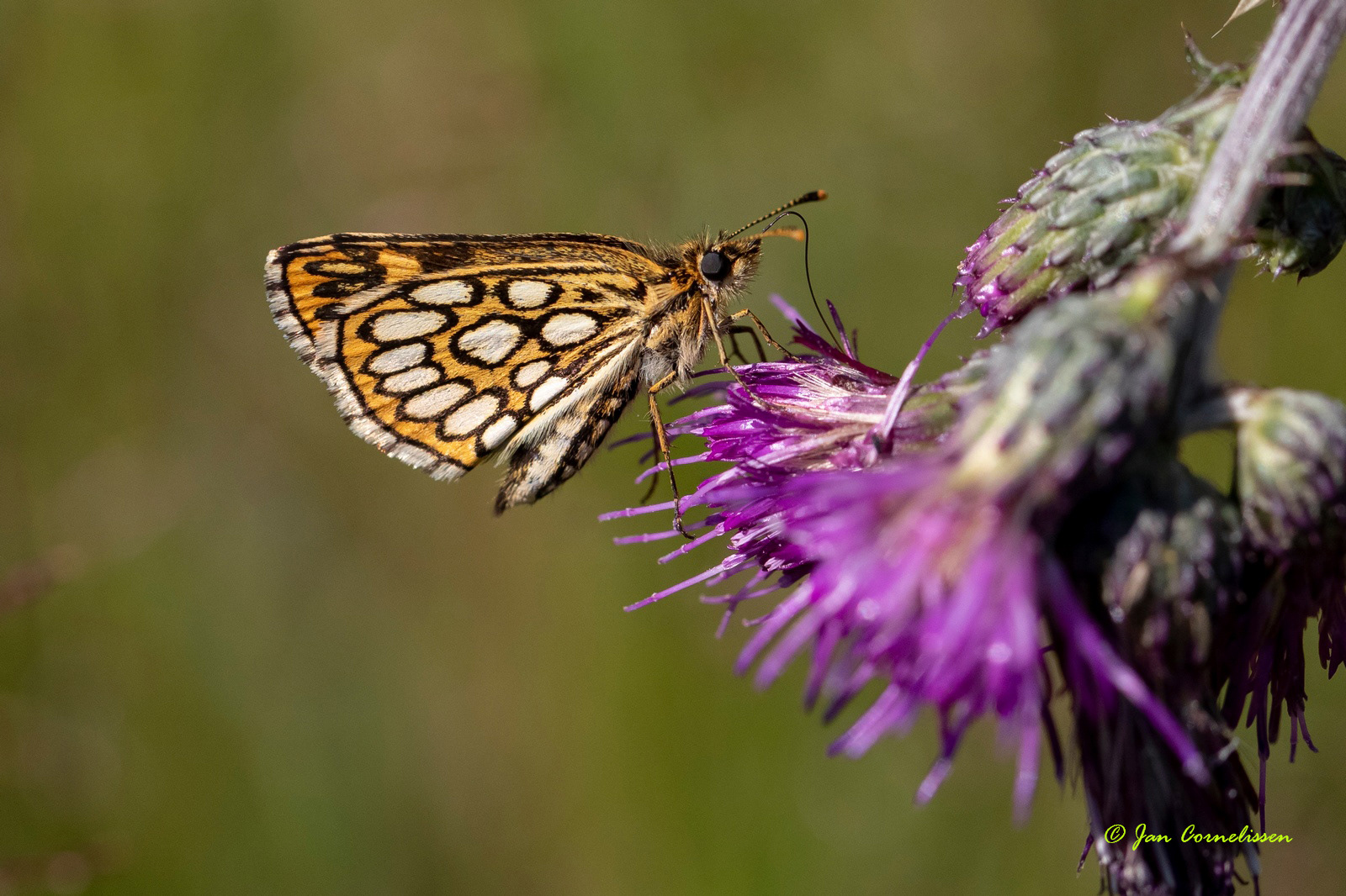 Spiegeldikkopje - Heteropterus morpheus (Ospel, NL)