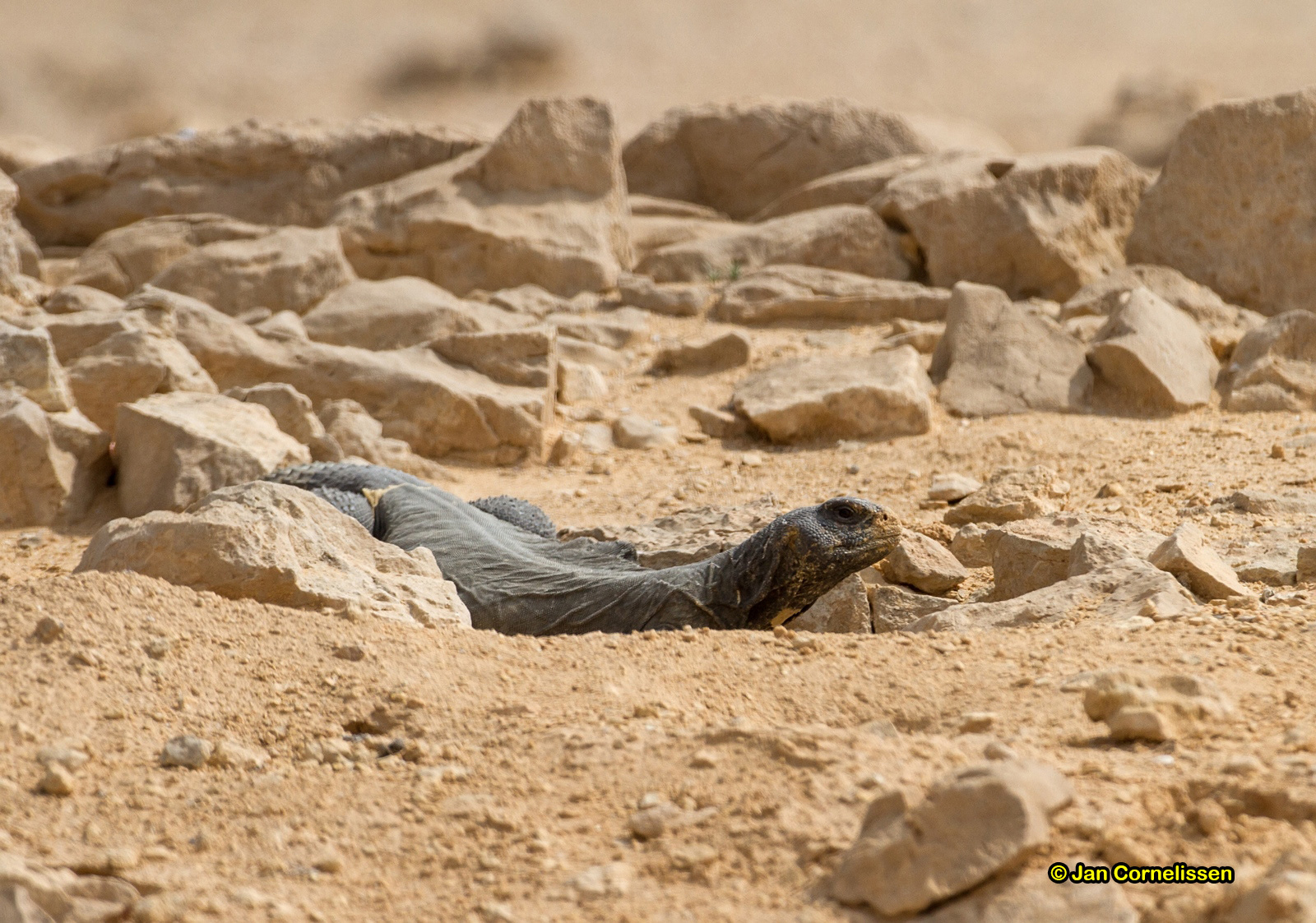 Egyptische doornstaartagame - Uromastyx aegyptius (Eilat, IL) 2014