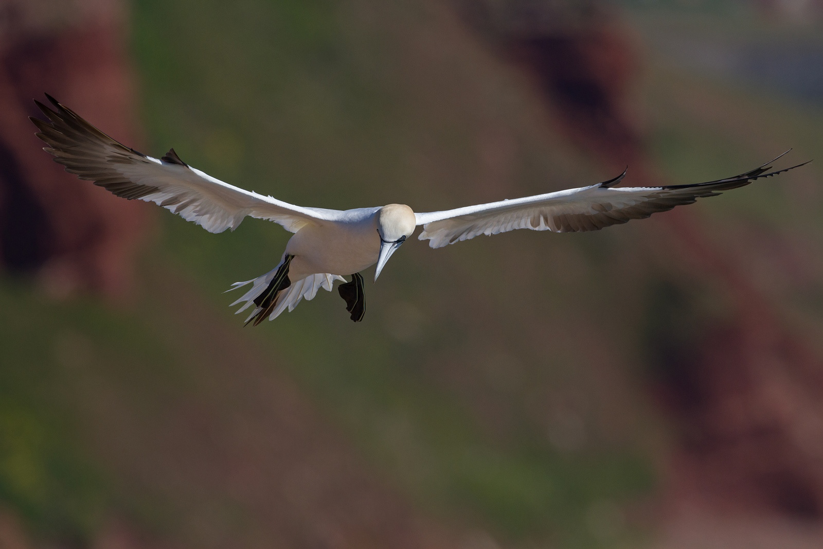 Jan-van-Gent - Gannet - Morus bassanus