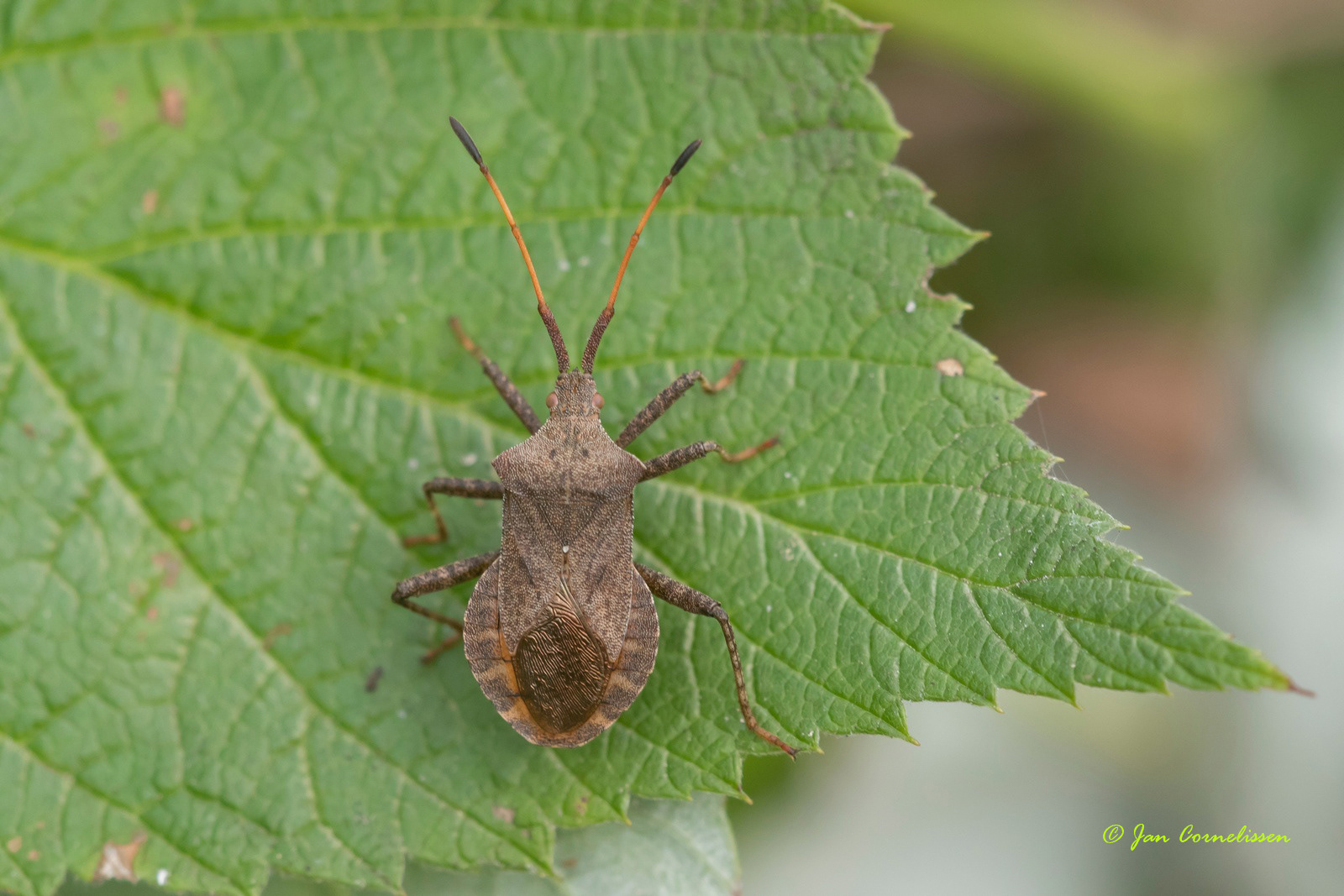 Zuringrandwants - Coreus marginatus, 2018