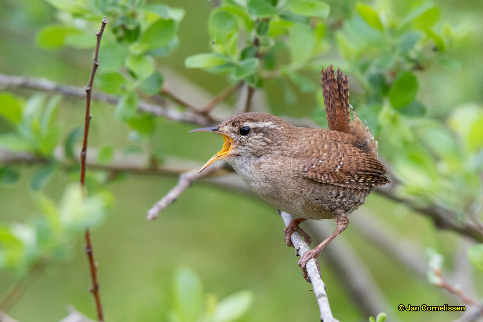Winterkoning - Wren - Troglodytes troglodytes (Pelt, B)